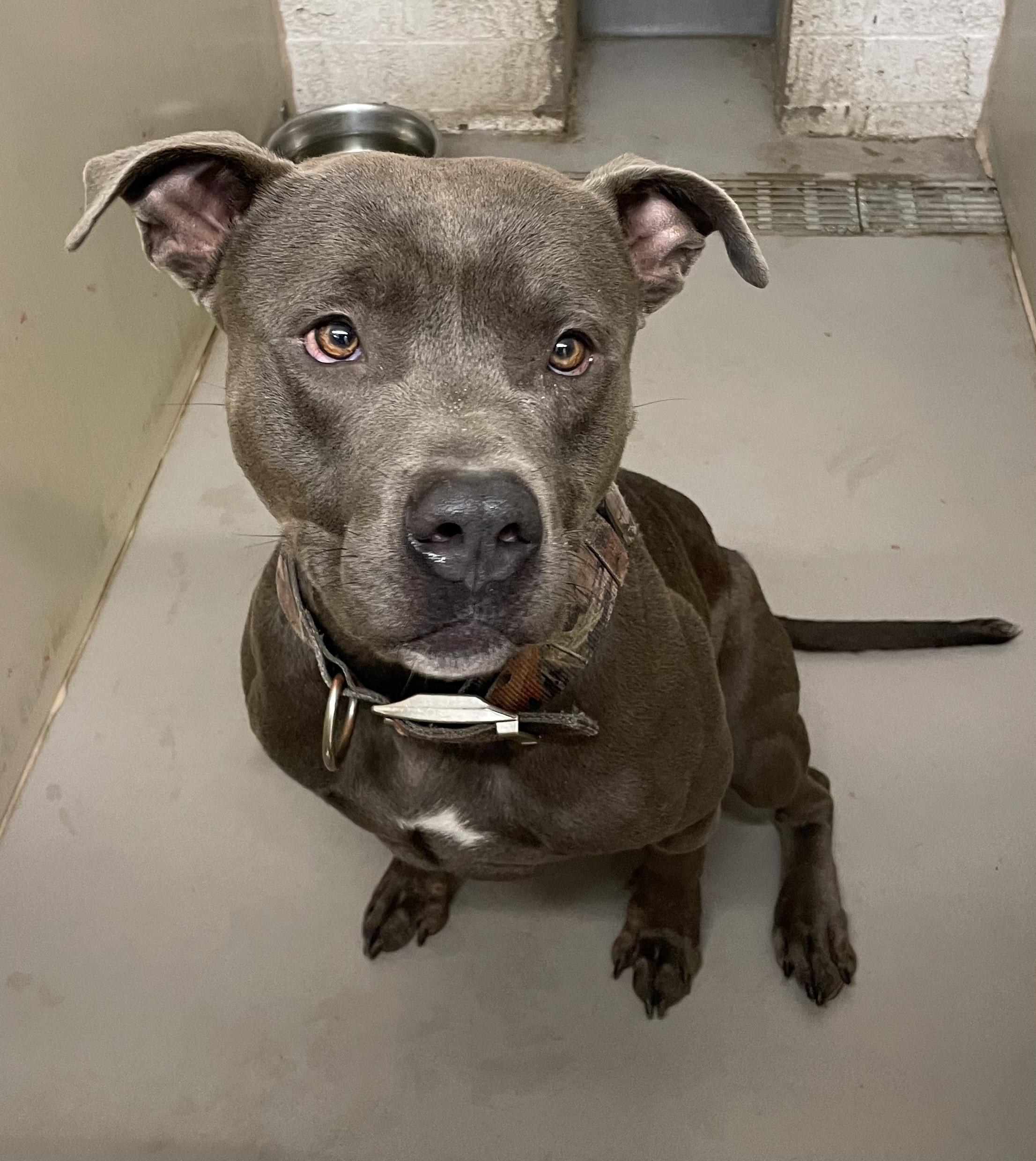 Enlarge Forest ADOPTED, a ADOPTABLE Pit Bull Terrier in Canton, OH image 5/6