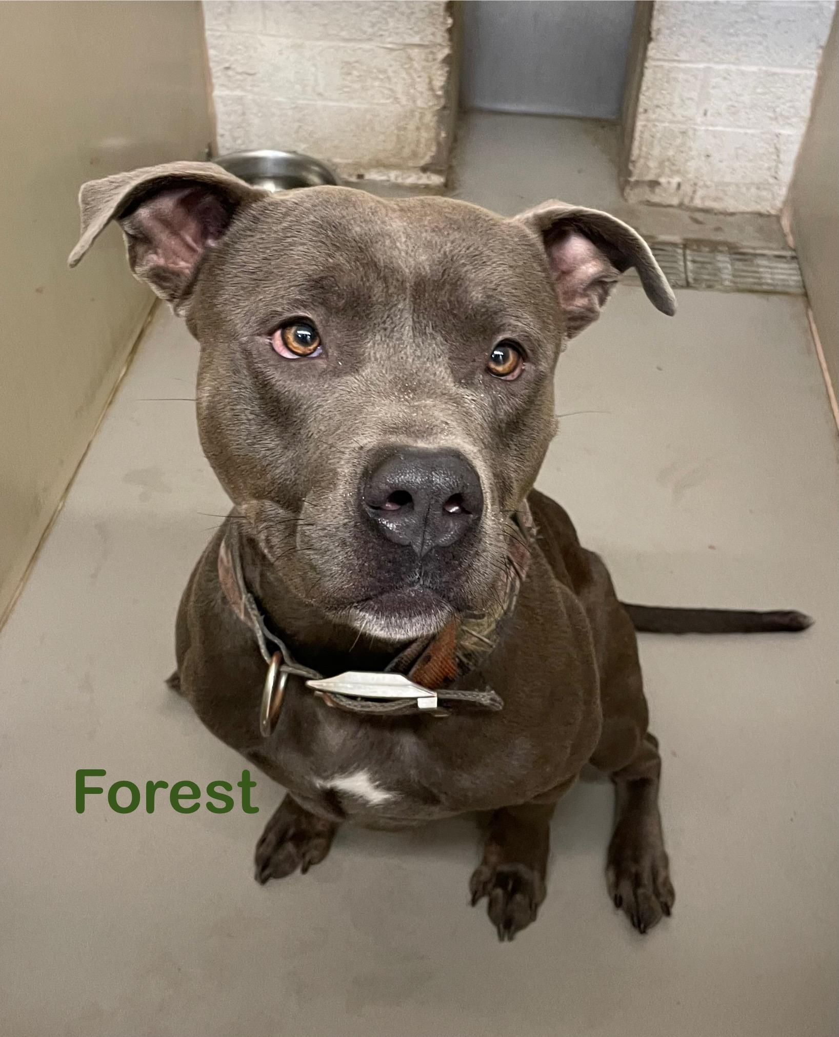 Enlarge Forest ADOPTED, a ADOPTABLE Pit Bull Terrier in Canton, OH image 3/6