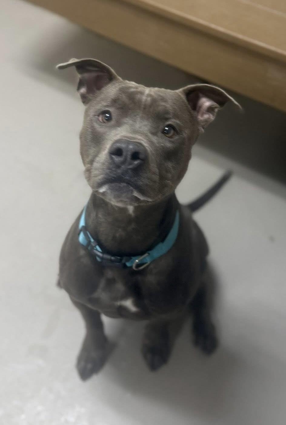 Enlarge Forest ADOPTED, a ADOPTABLE Pit Bull Terrier in Canton, OH image 1/6