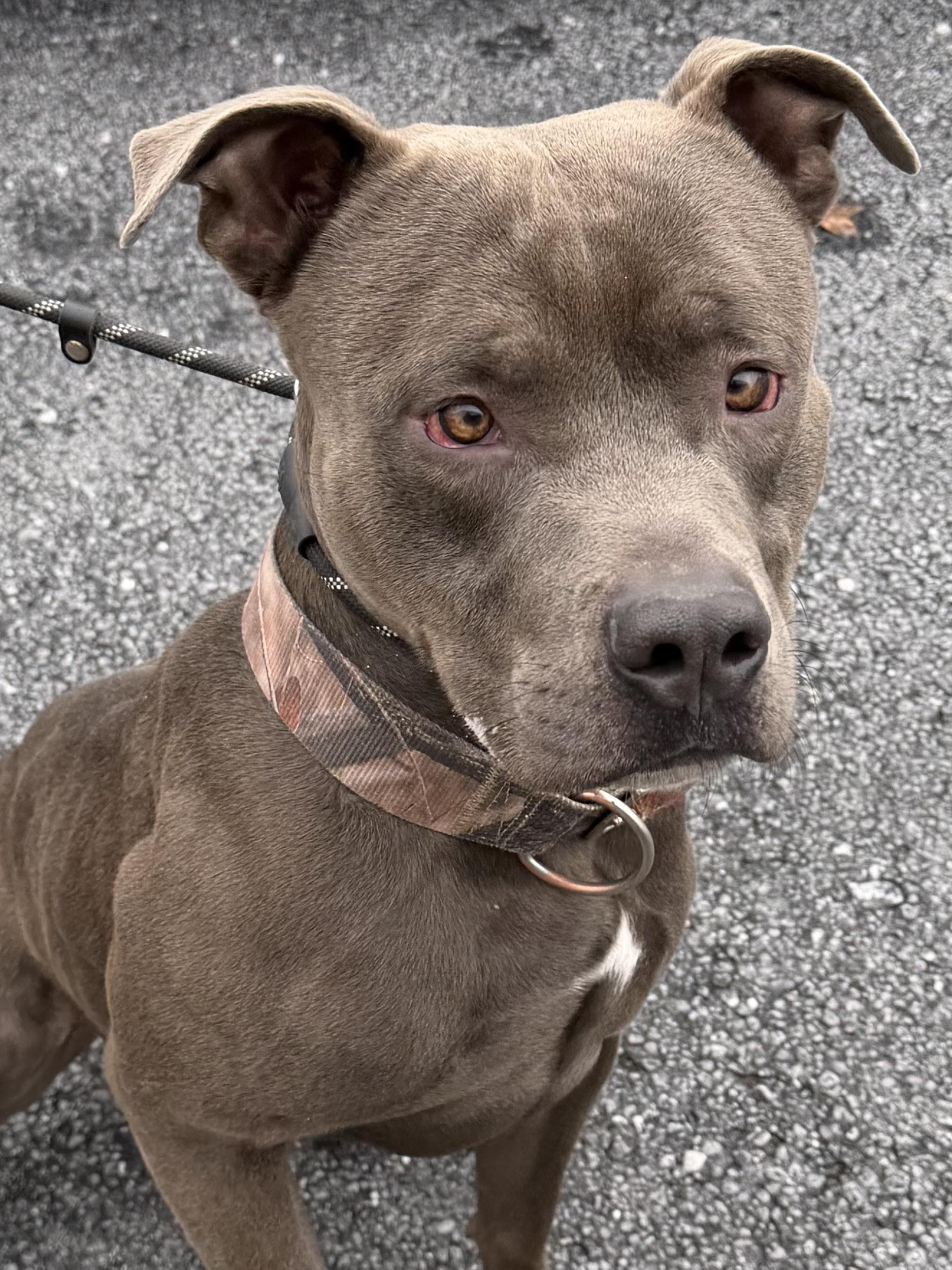 Enlarge Forest ADOPTED, a ADOPTABLE Pit Bull Terrier in Canton, OH image 4/6