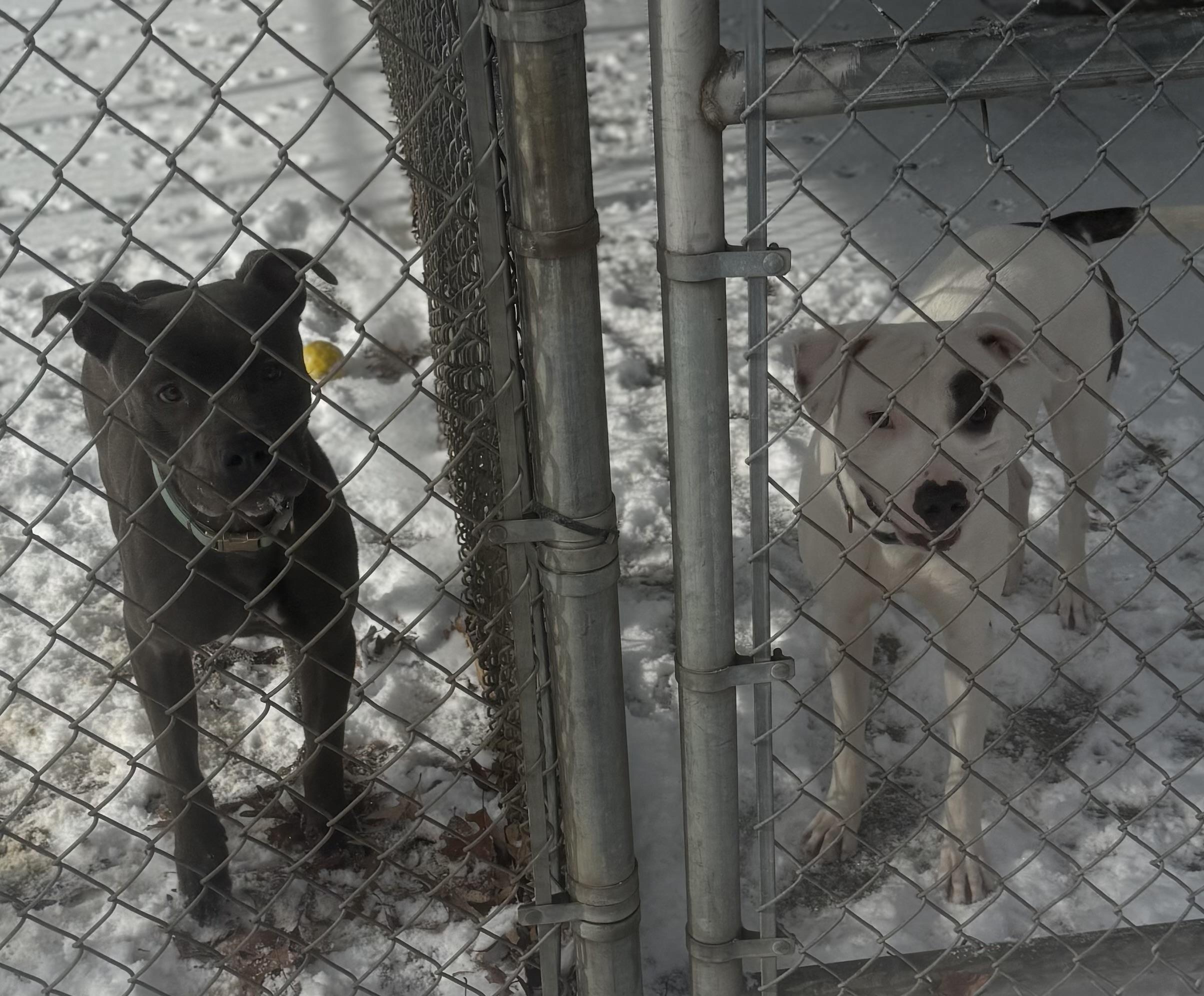 Enlarge Forest ADOPTED, a ADOPTABLE Pit Bull Terrier in Canton, OH image 6/6