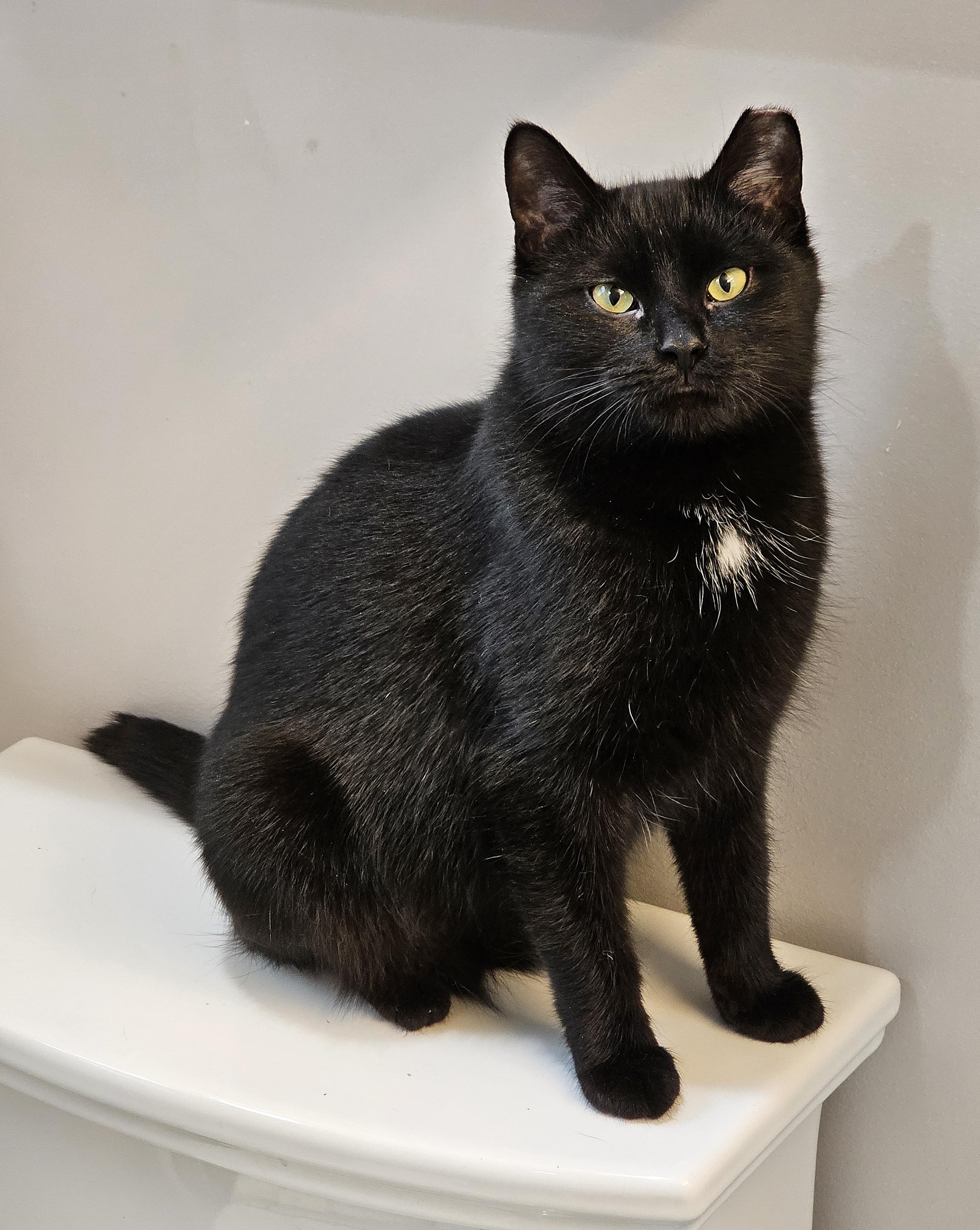 Venus and Pippin, a ADOPTABLE Domestic Medium Hair in Fairfax, VA image 4/6