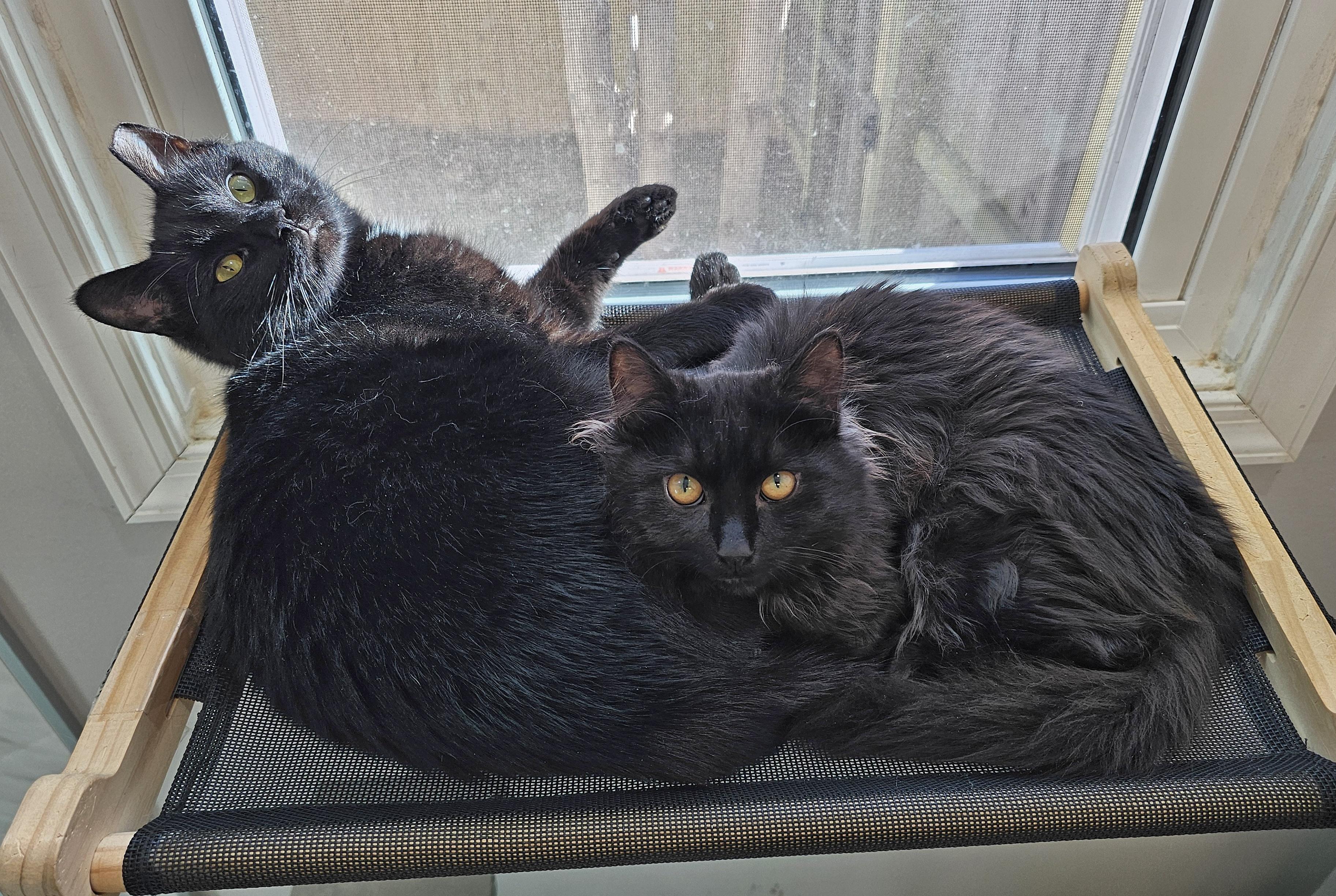 Venus and Pippin, a ADOPTABLE Domestic Medium Hair in Fairfax, VA image 6/6