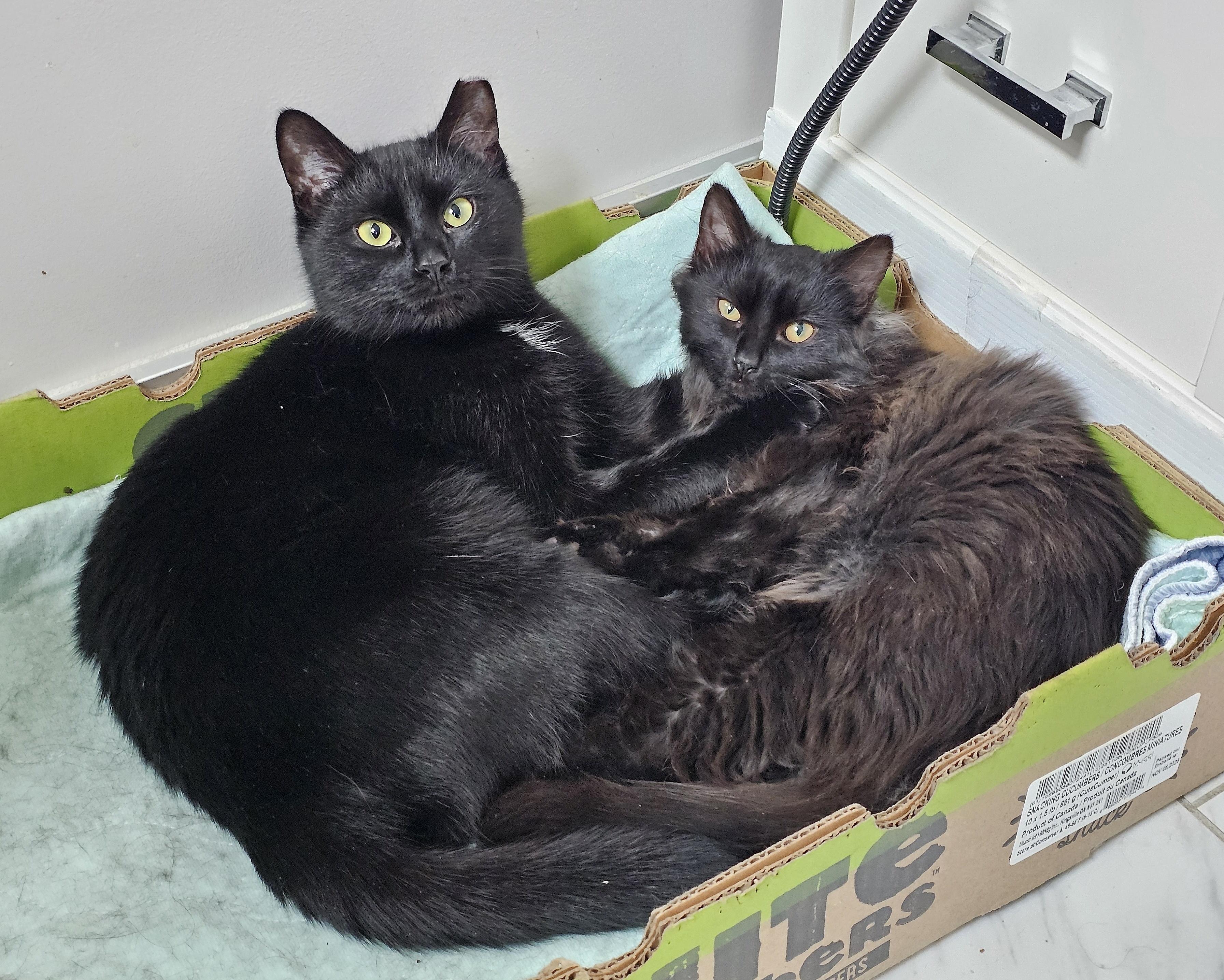 Venus and Pippin, ADOPTABLE, Young Male Domestic Medium Hair.