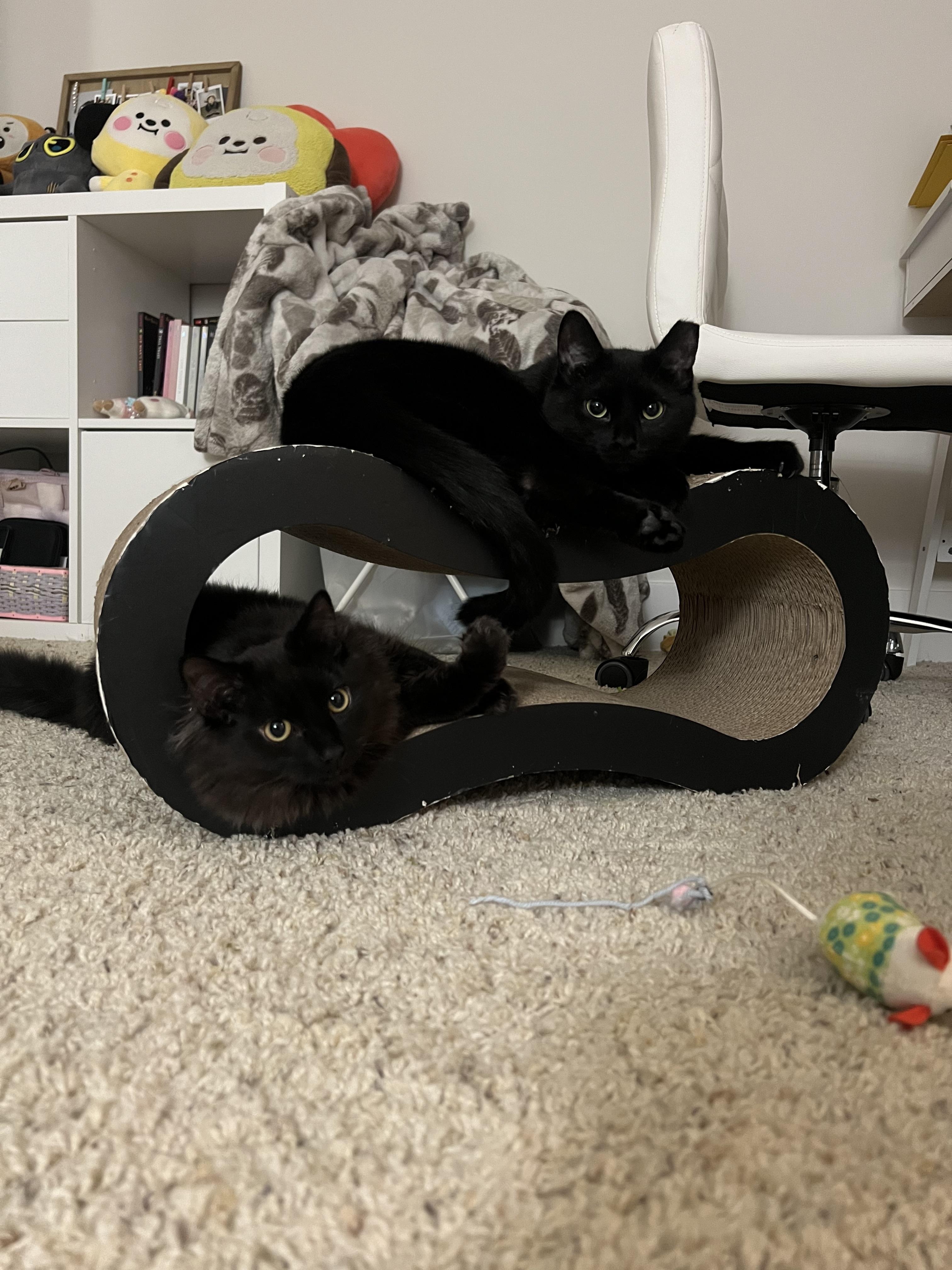 Enlarge Venus (F) and Pippin (M) (he's a bit exotic looking!), a ADOPTABLE Domestic Medium Hair in Fairfax, VA image 5/6