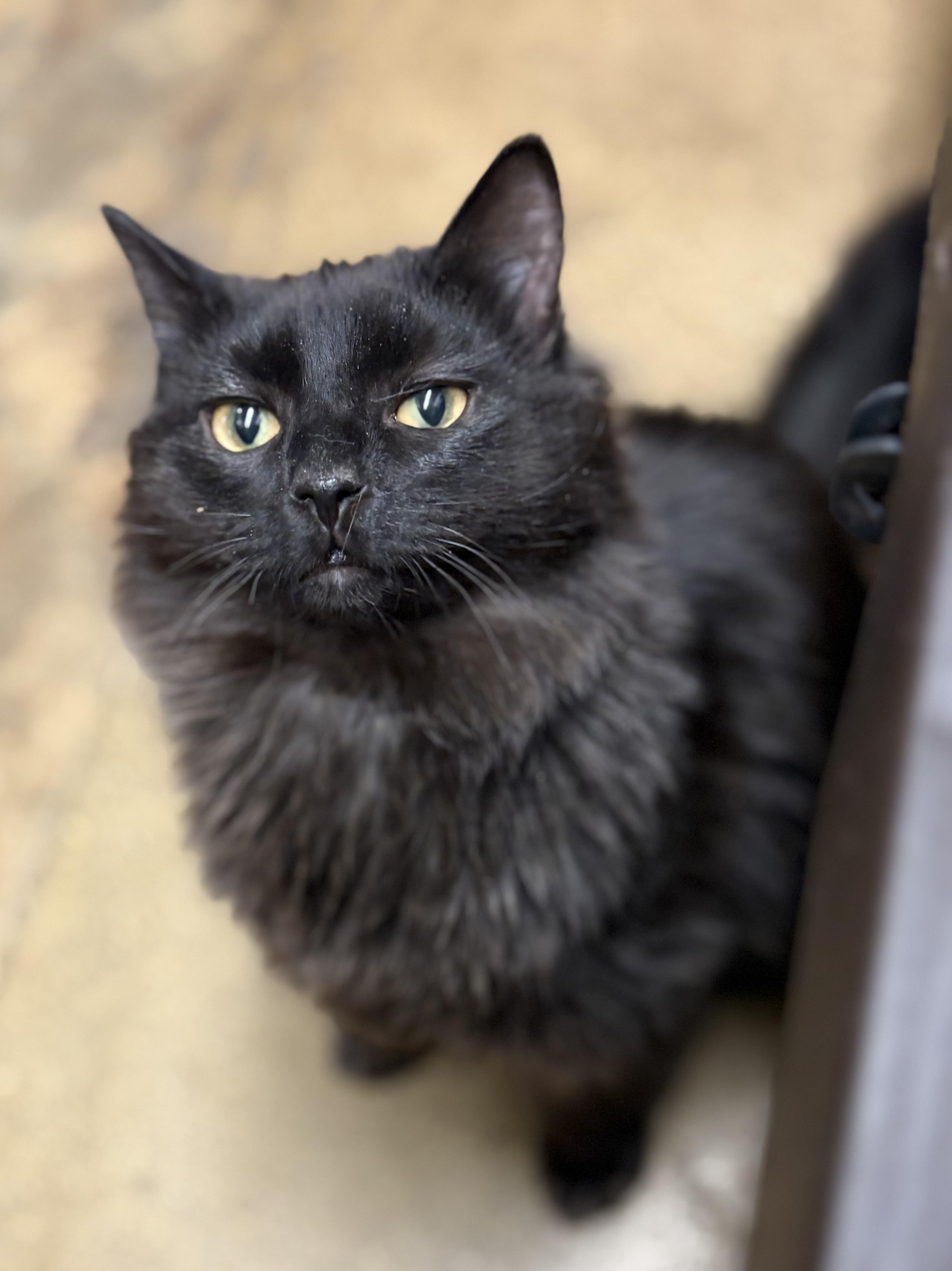 Enlarge Venus (F) and Pippin (M) (he's a bit exotic looking!), a ADOPTABLE Domestic Medium Hair in Fairfax, VA image 1/6