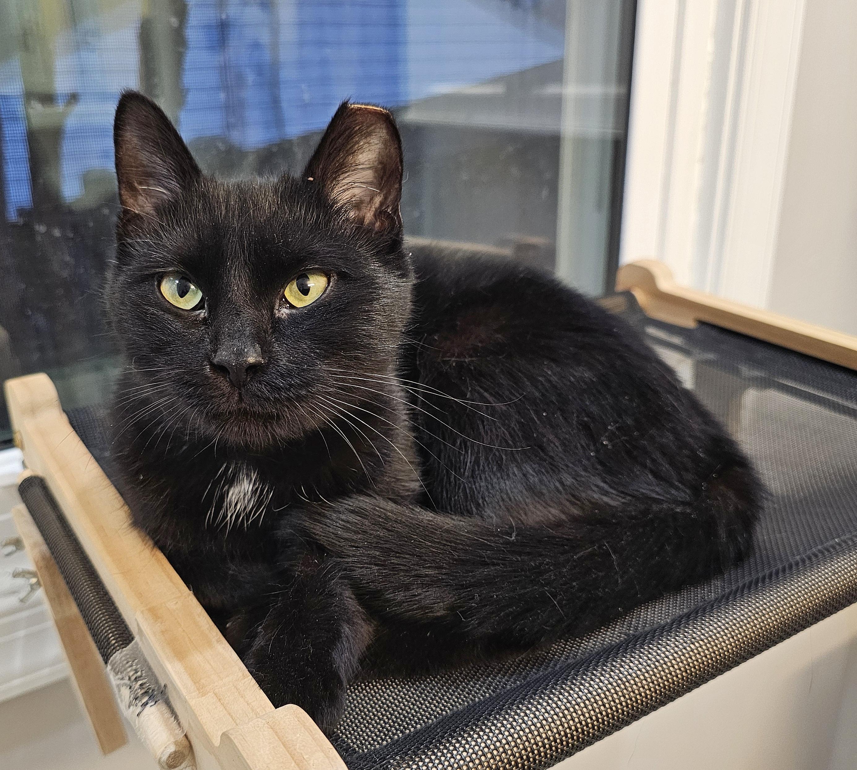 Venus and Pippin, a ADOPTABLE Domestic Medium Hair in Fairfax, VA image 2/6