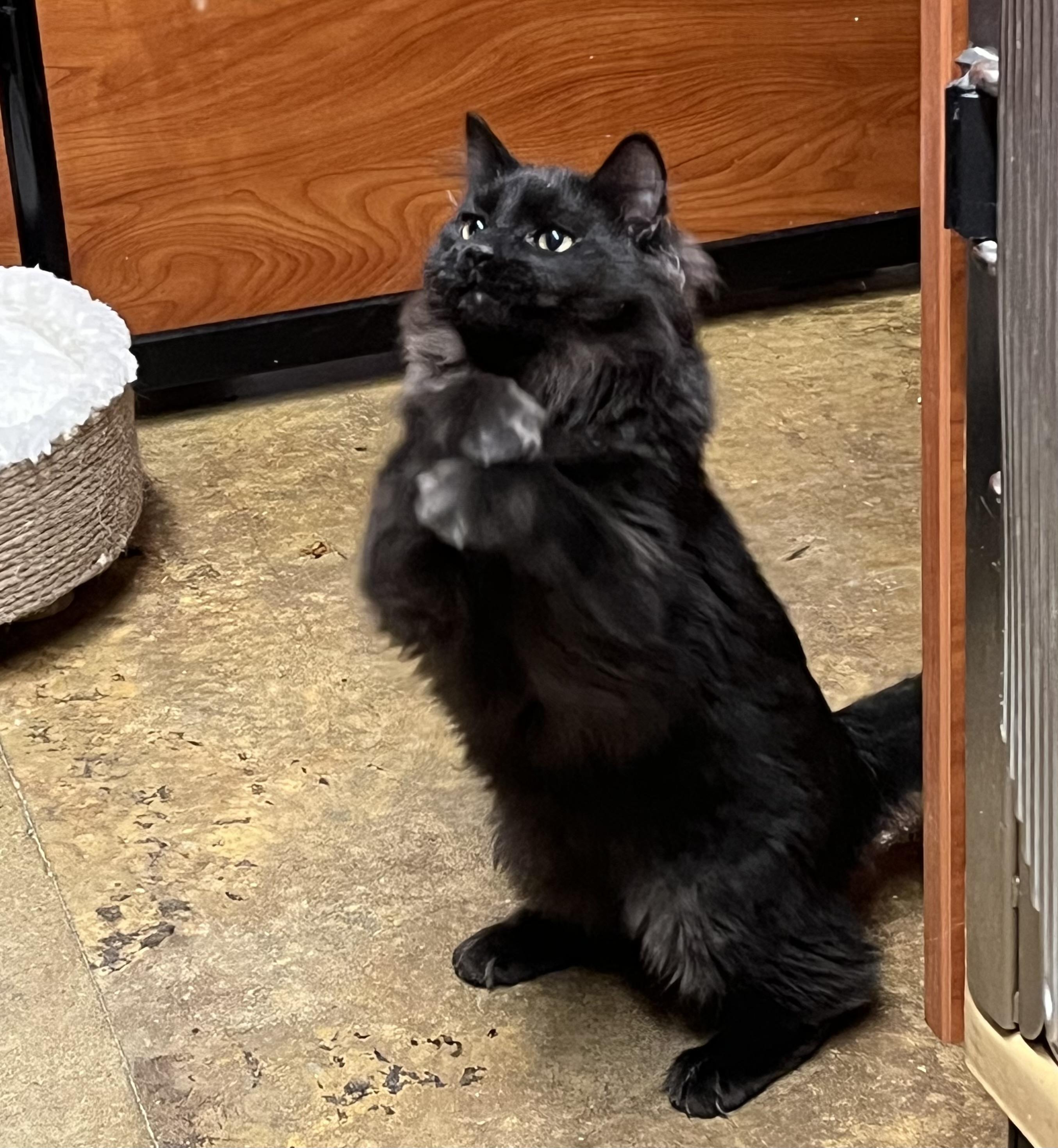 Enlarge Venus (F) and Pippin (M) (he's a bit exotic looking!), a ADOPTABLE Domestic Medium Hair in Fairfax, VA image 6/6