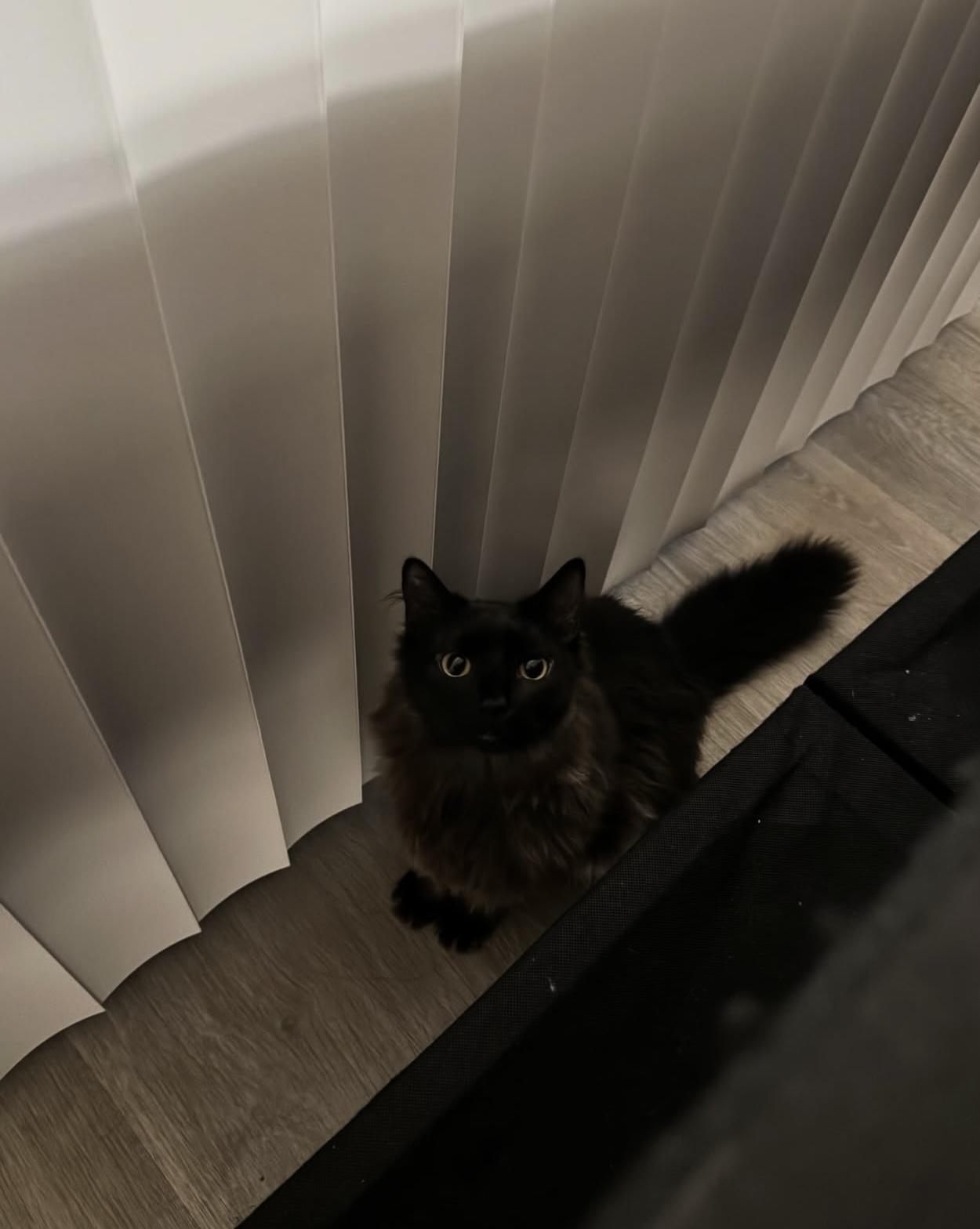 Enlarge Venus (F) and Pippin (M) (he's a bit exotic looking!), a ADOPTABLE Domestic Medium Hair in Fairfax, VA image 6/6