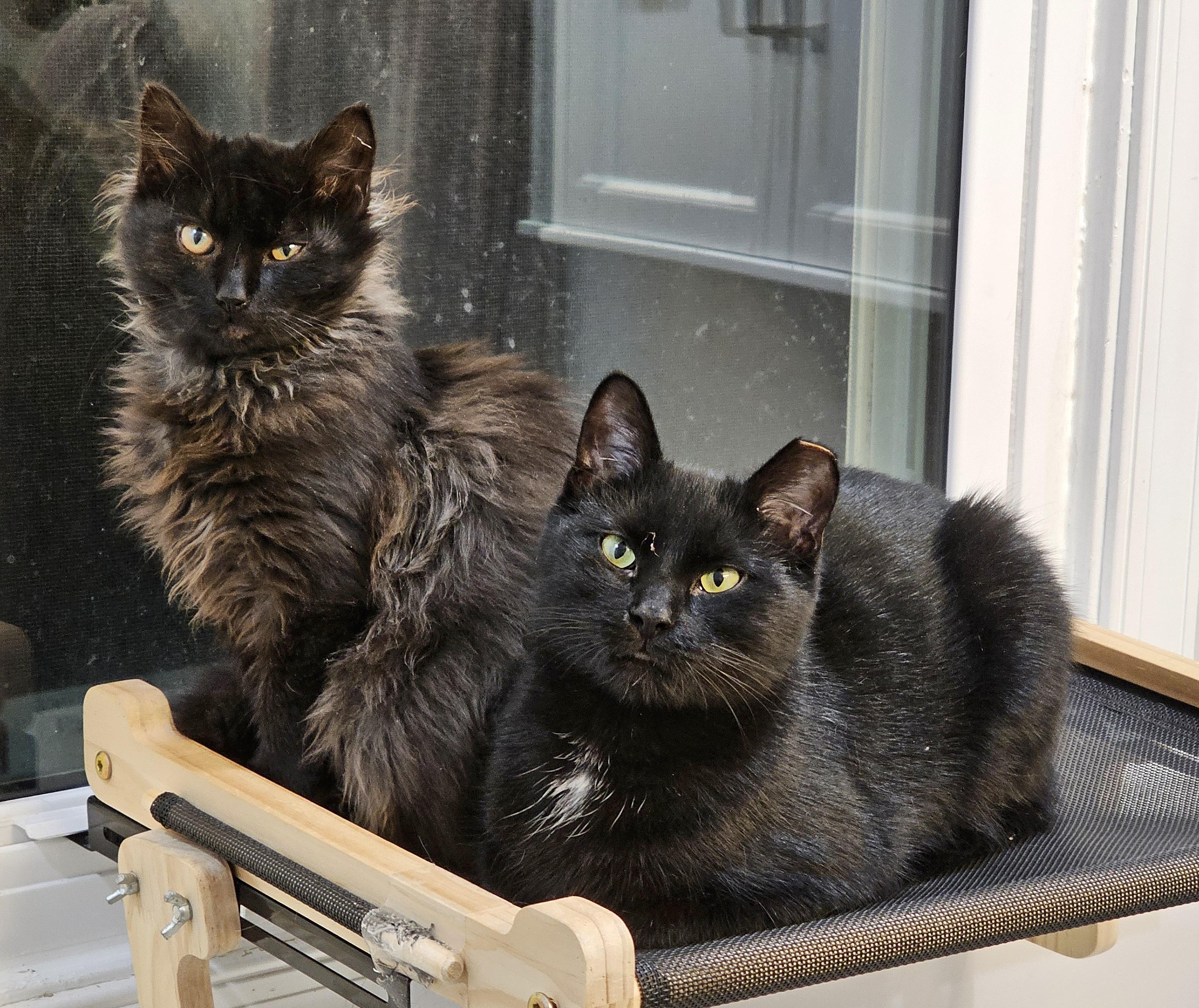 Venus and Pippin, a ADOPTABLE Domestic Medium Hair in Fairfax, VA image 3/6