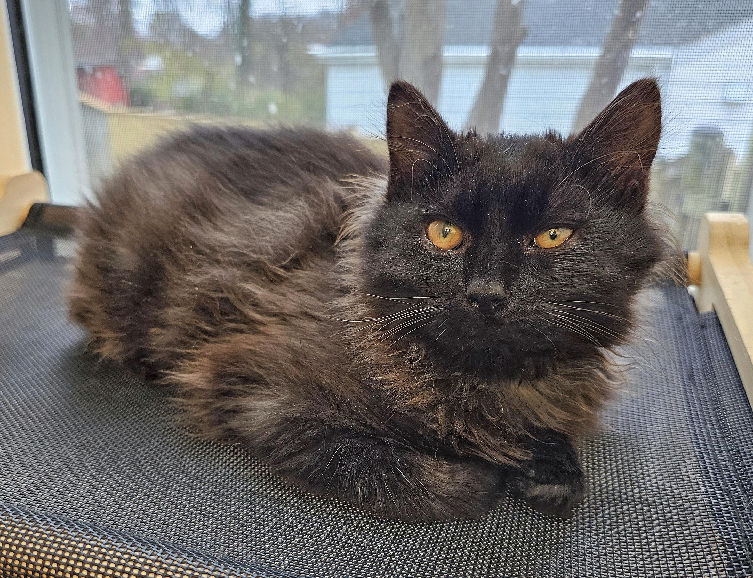 Venus and Pippin, a ADOPTABLE Domestic Medium Hair in Fairfax, VA image 5/6