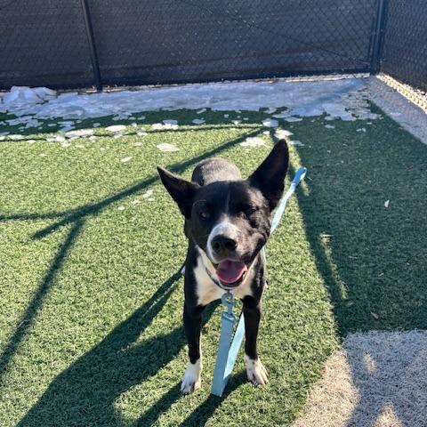 Enlarge Lil Boy, a Adoptable mixed breed in Abilene, TX image 1/4