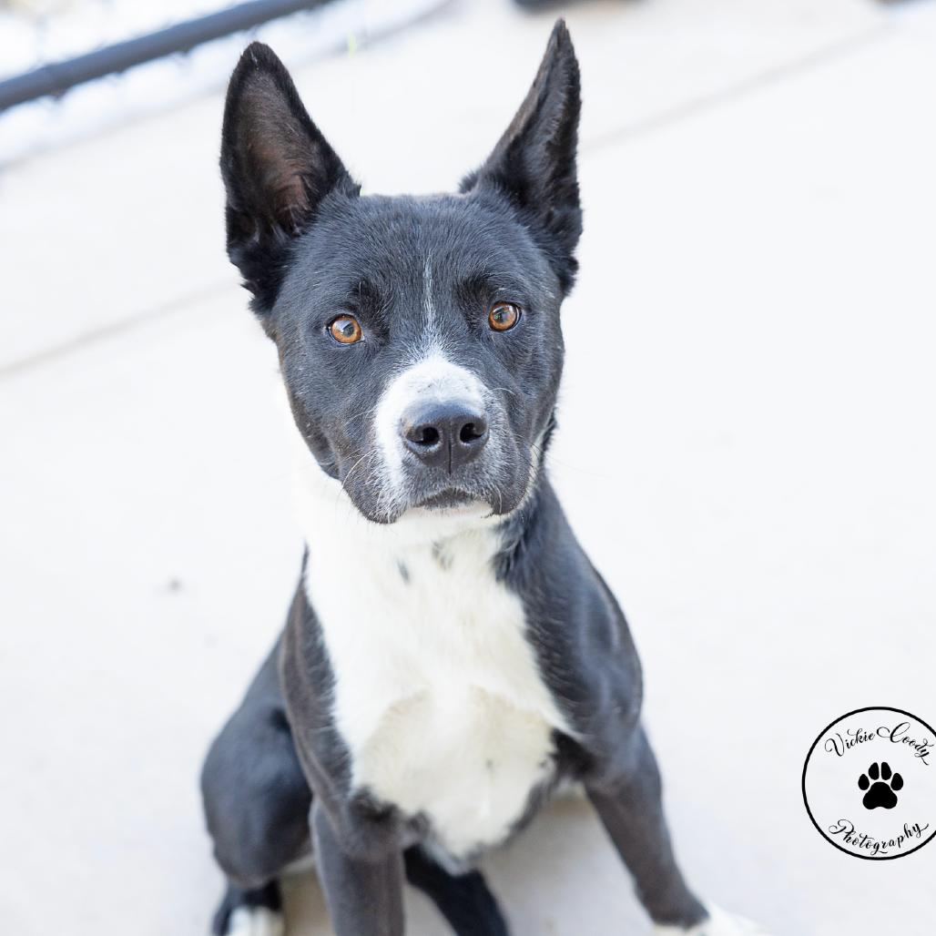 Enlarge Lil Boy, a Adoptable mixed breed in Abilene, TX image 3/4