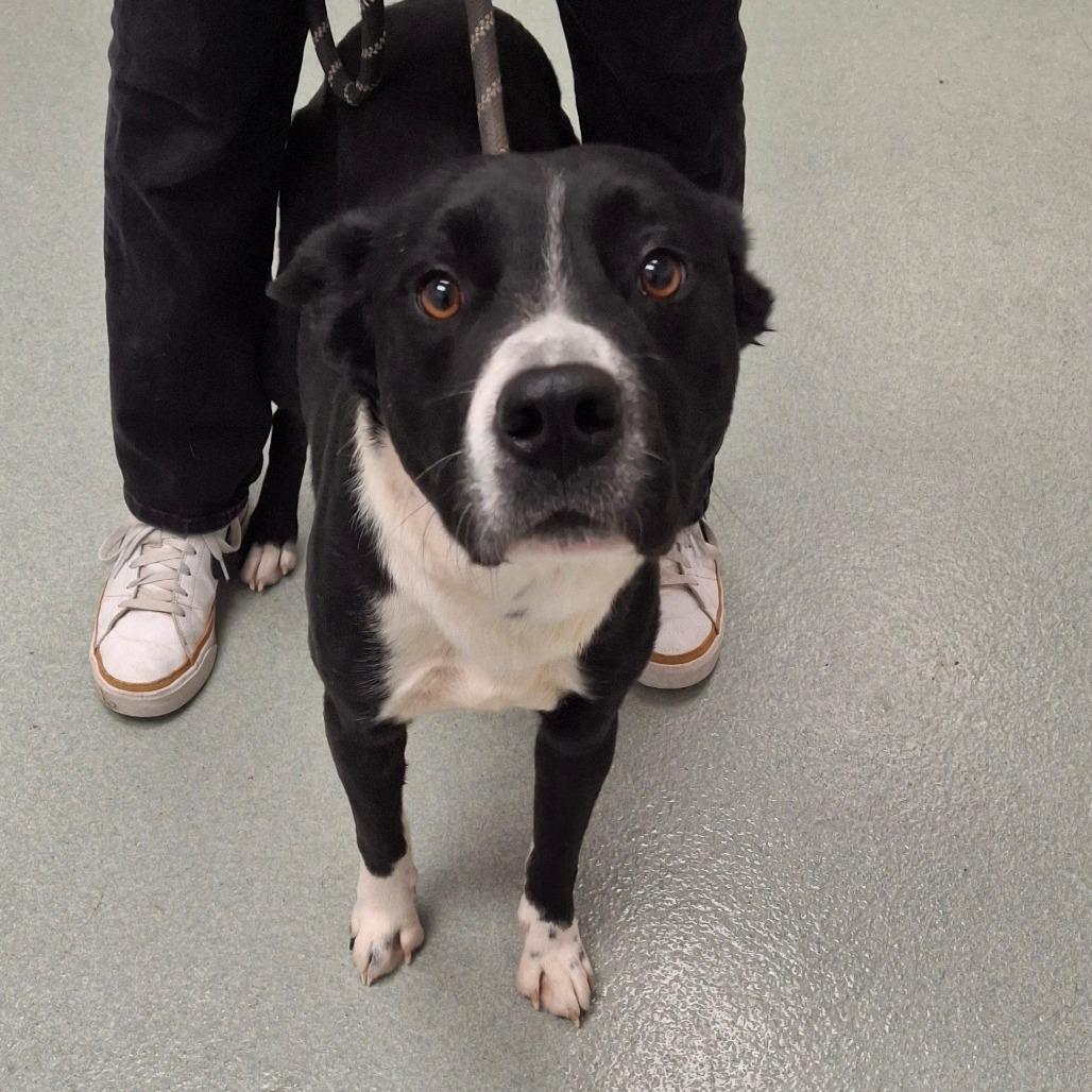 Enlarge Lil Boy, a Adoptable mixed breed in Abilene, TX image 4/4