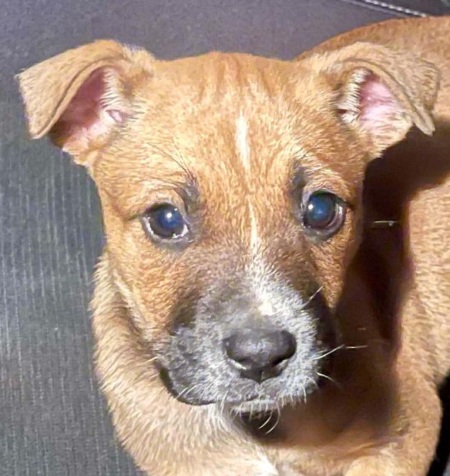 Esme, an adopted mixed breed in Woburn, MA image 1/6