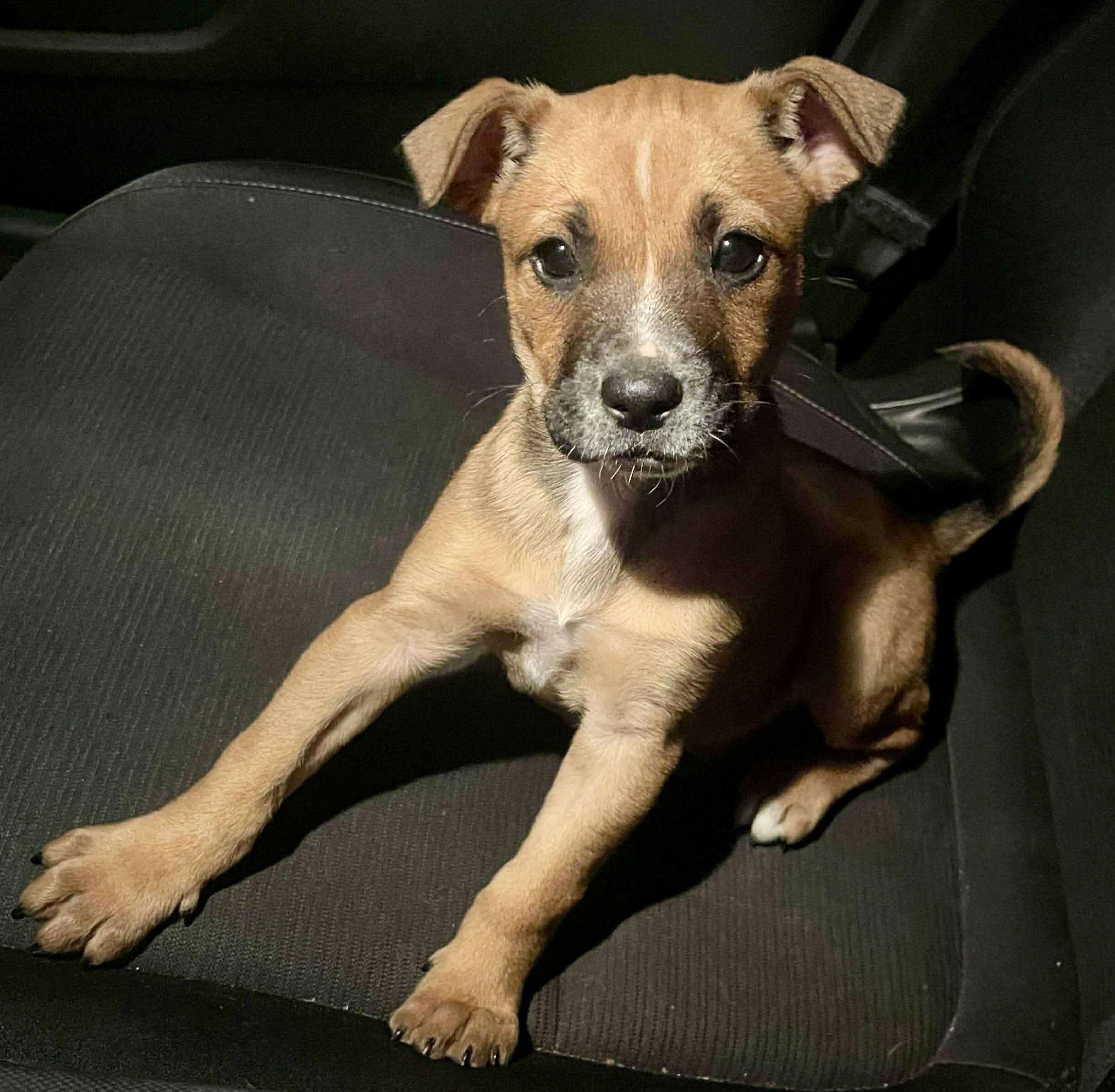 Esme, an adopted mixed breed in Woburn, MA image 2/6