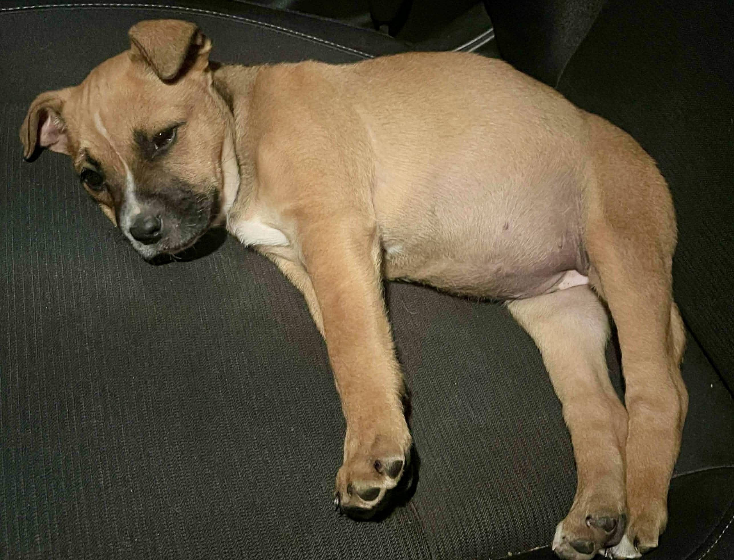 Esme, an adopted mixed breed in Woburn, MA image 4/6