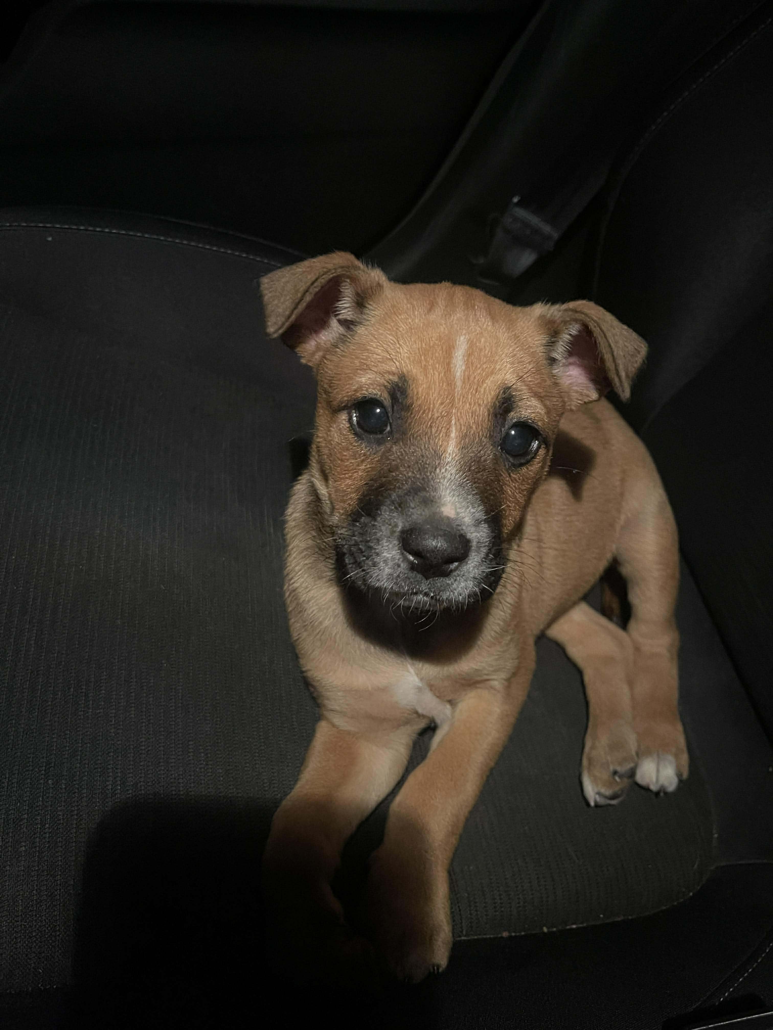 Esme, an adopted mixed breed in Woburn, MA image 6/6