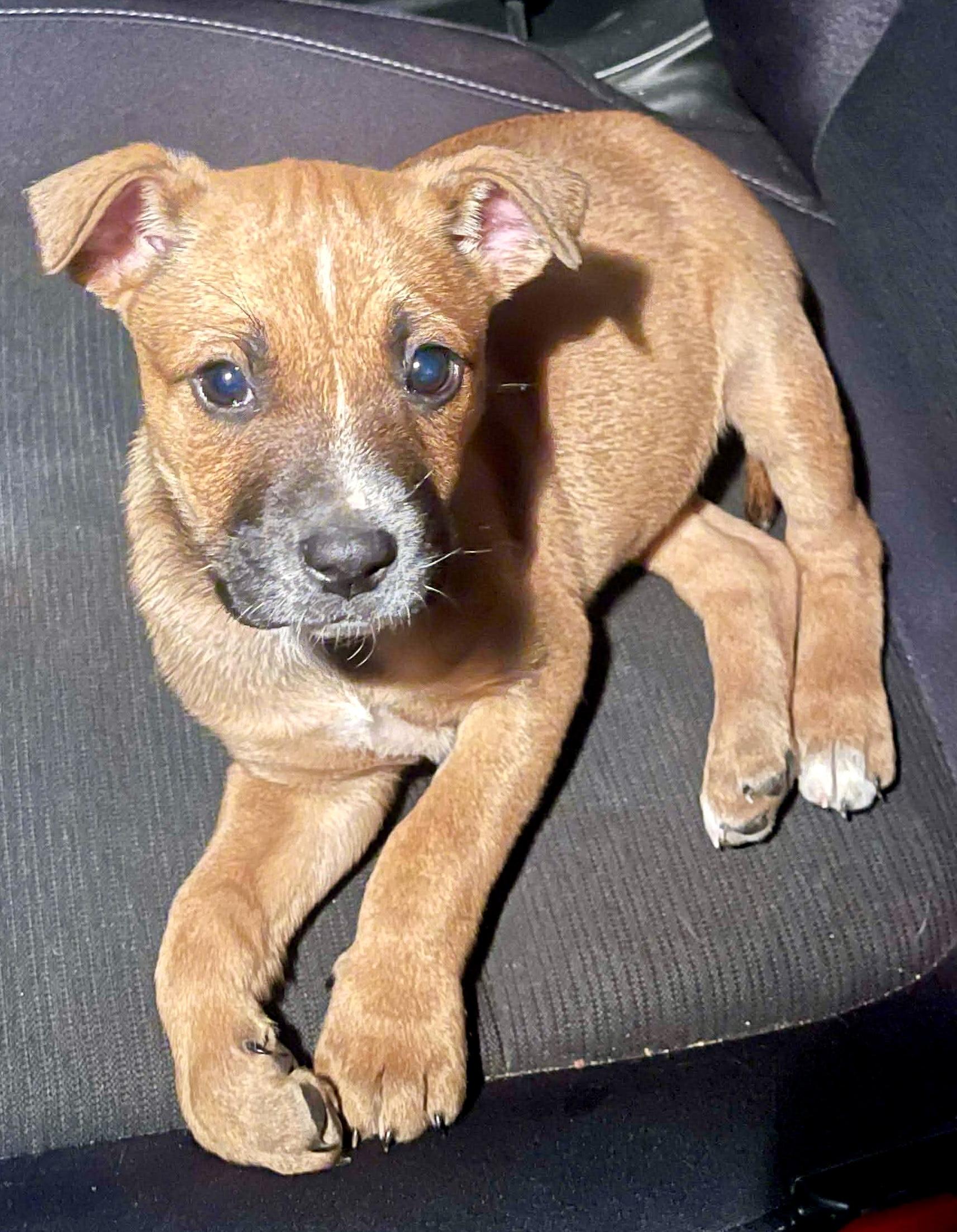 Esme, an adopted mixed breed in Woburn, MA image 3/6