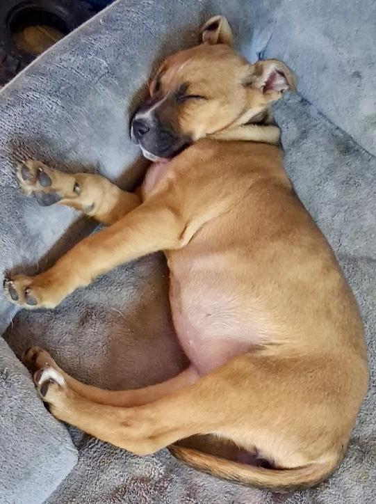 Esme, an adopted mixed breed in Woburn, MA image 5/6