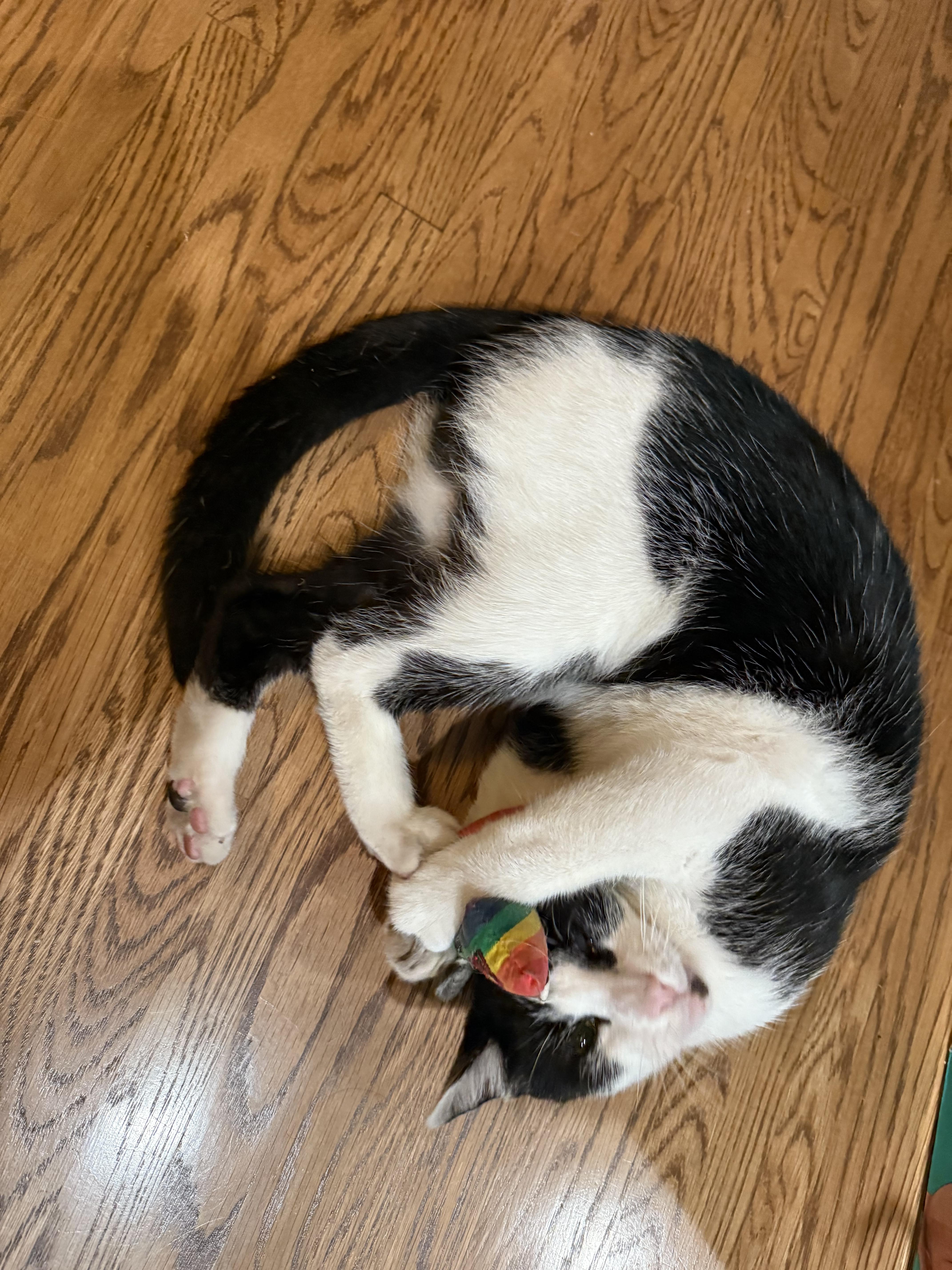 Happy — thumbnail 3