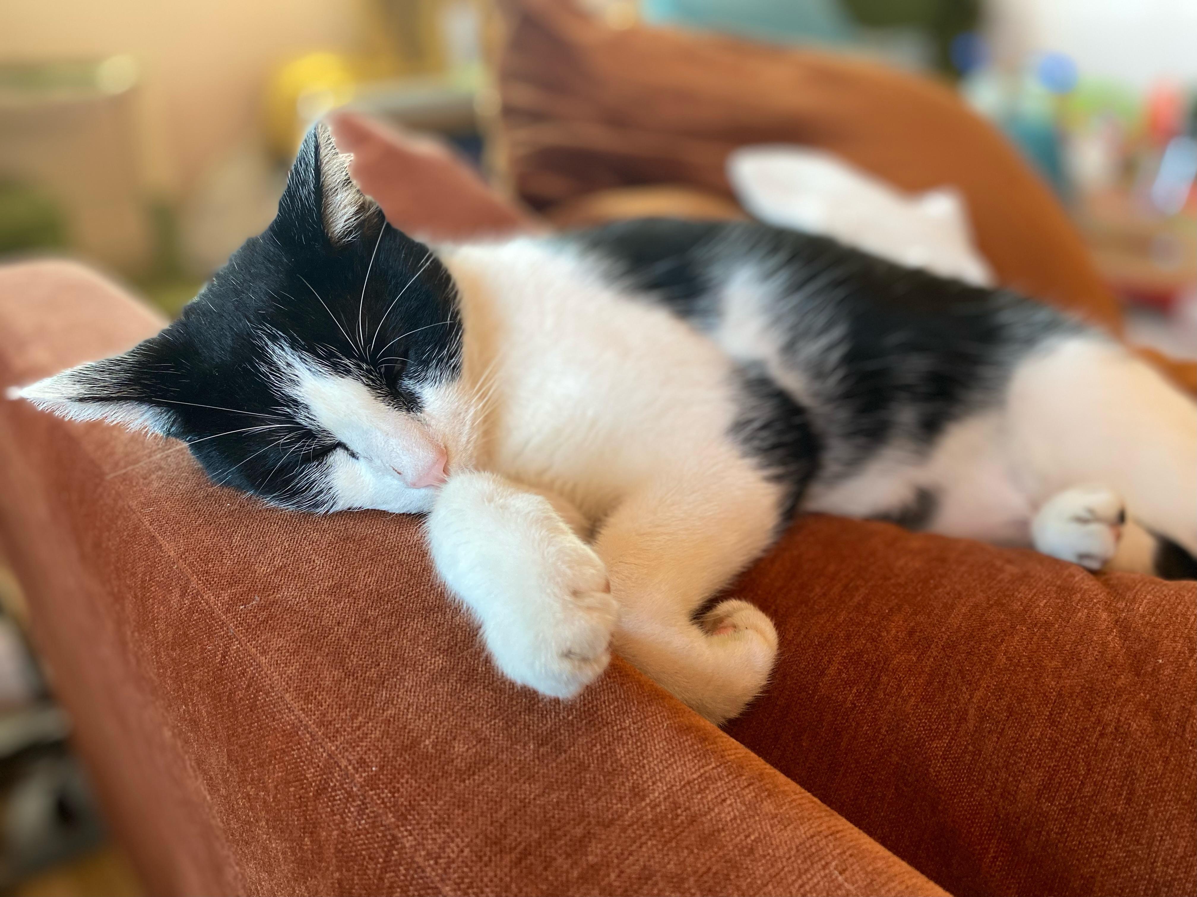 Happy — thumbnail 4