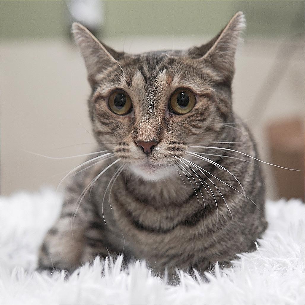 Mable, Adoptable, Adult Female Domestic Short Hair.