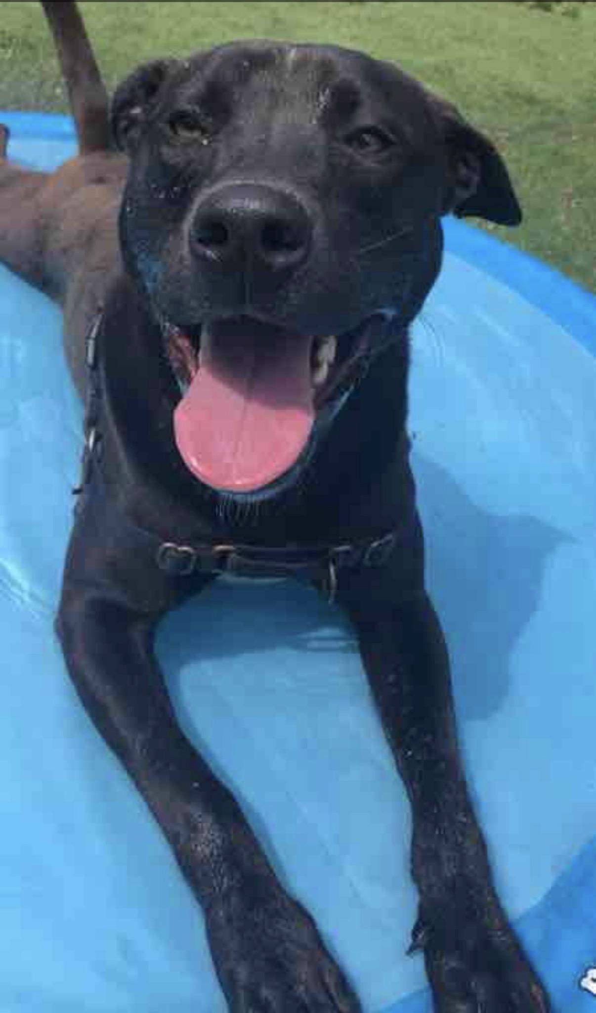 Cantaloupe, a ADOPTABLE mixed breed in Ocean View, NJ image 2/6