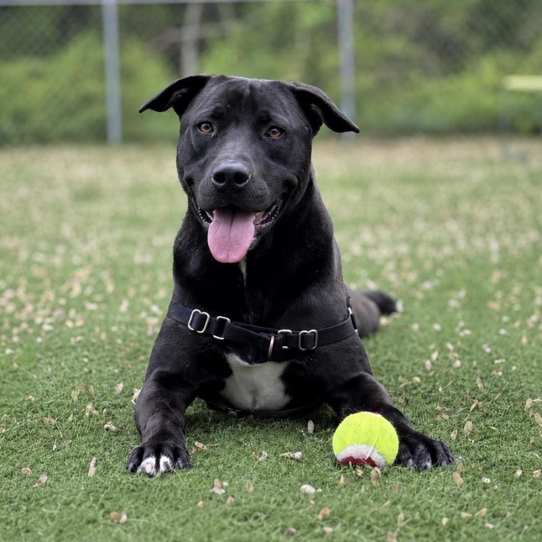 Cantaloupe, ADOPTABLE, Puppy Female Mixed Breed.