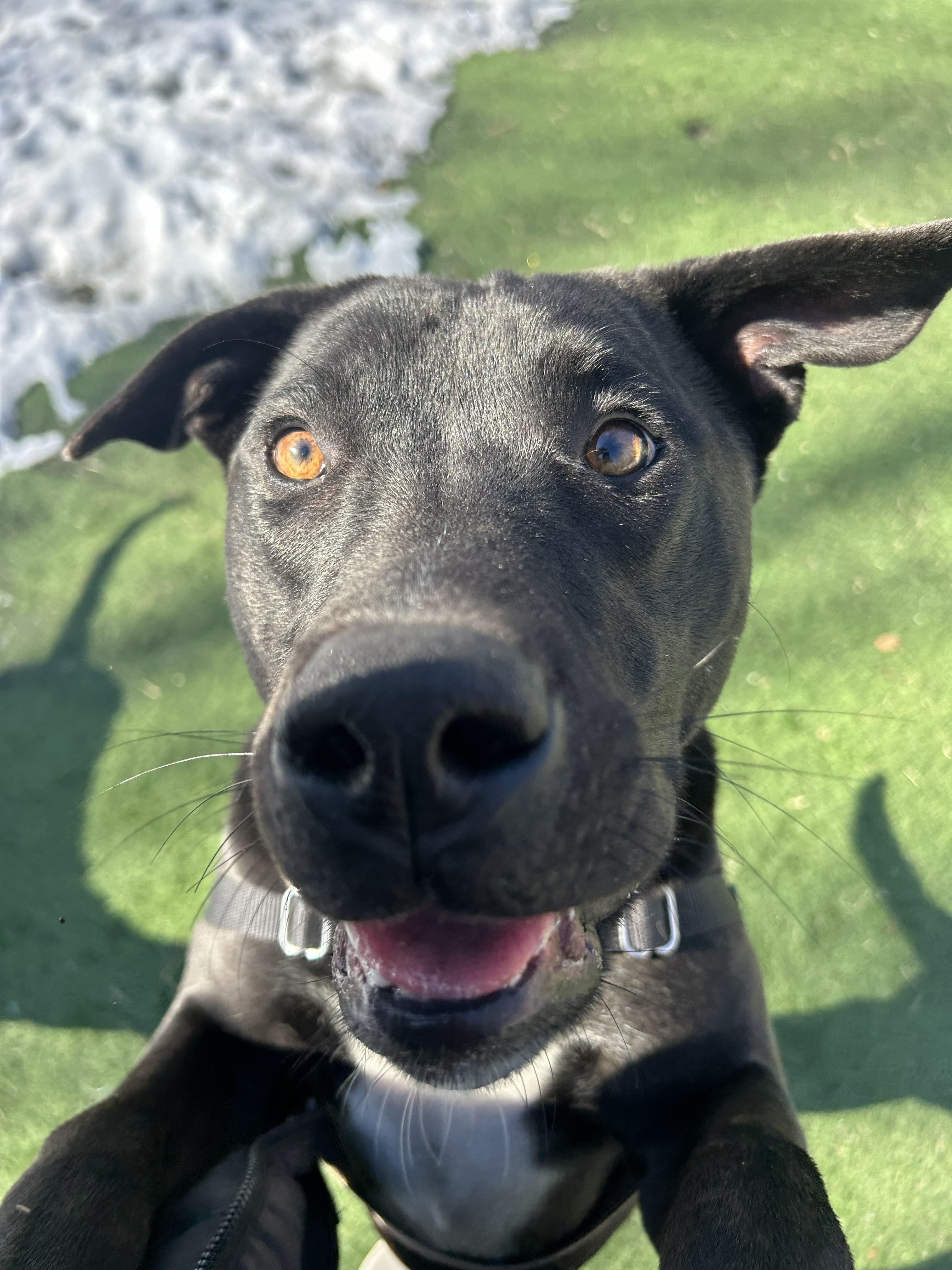 Enlarge Cantaloupe, a ADOPTABLE mixed breed in Ocean View, NJ image 2/6