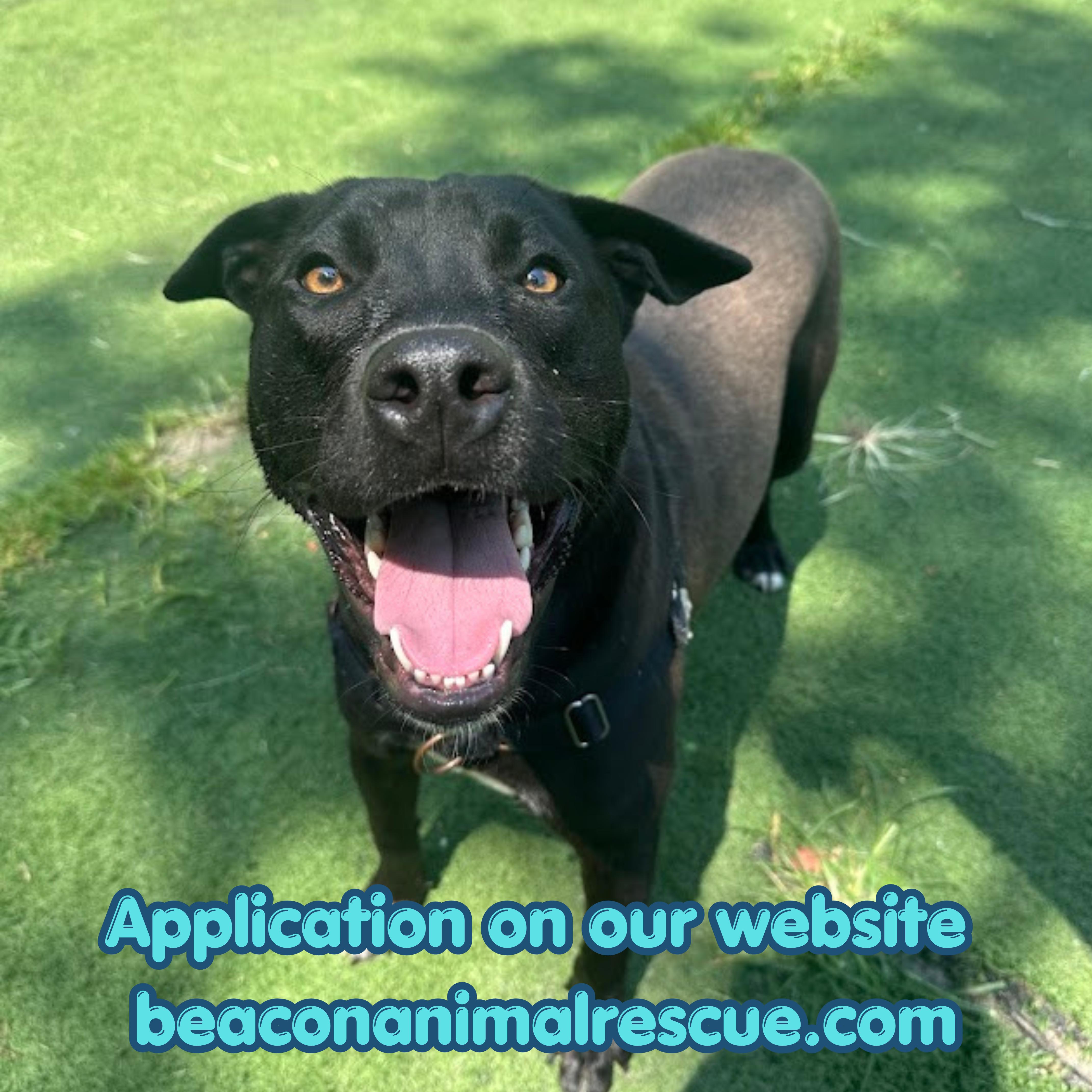 Cantaloupe, ADOPTABLE, Puppy Female Mixed Breed.