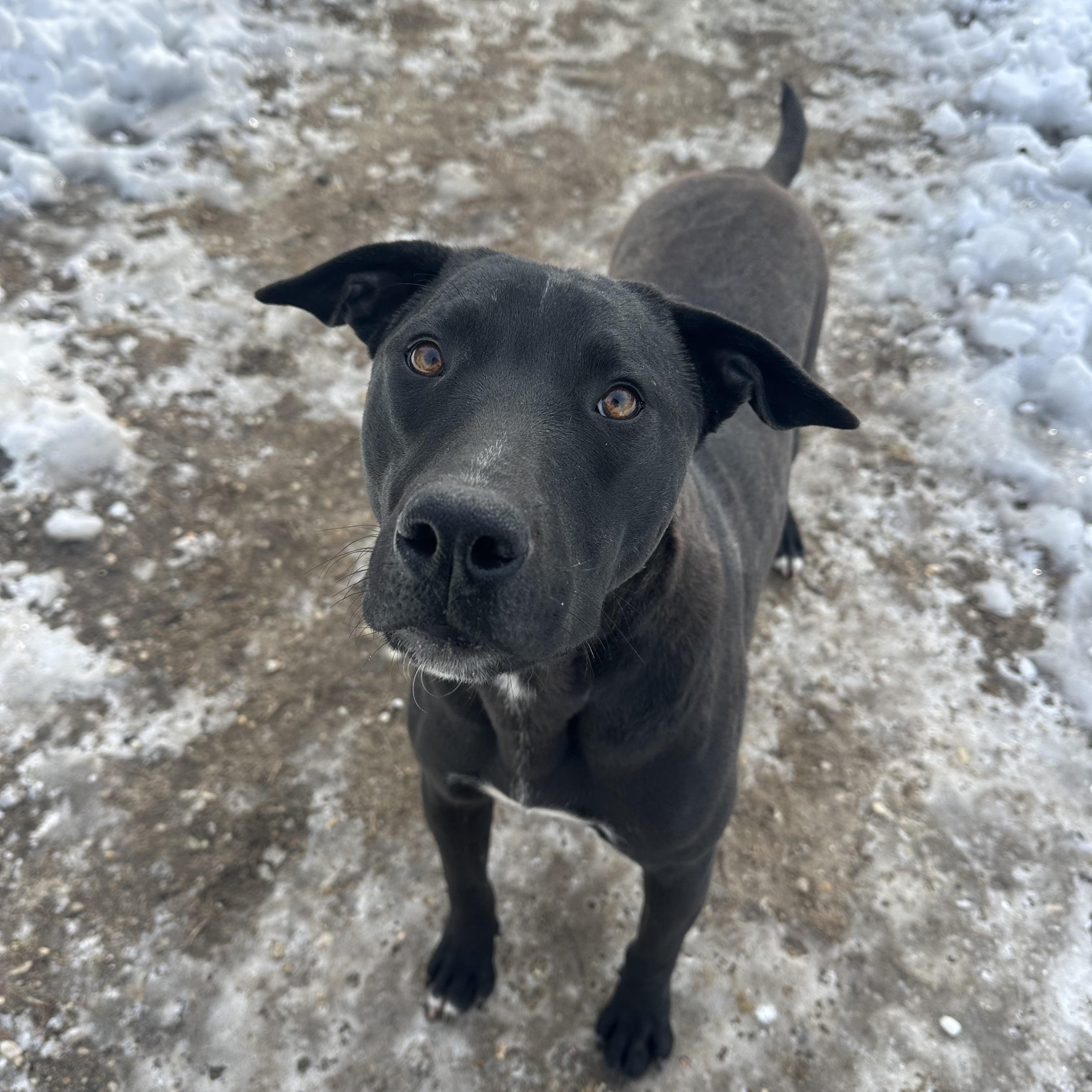Cantalope, a ADOPTABLE mixed breed in Ocean View, NJ image 5/5