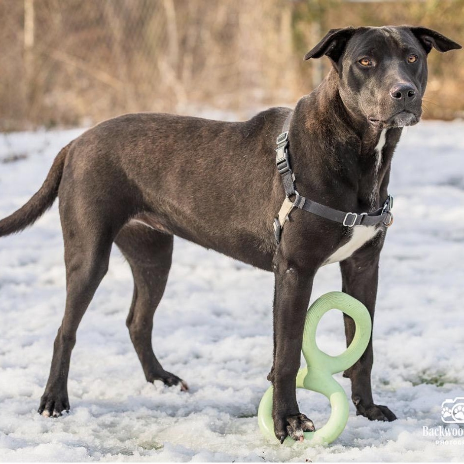 Cantalope, a ADOPTABLE mixed breed in Ocean View, NJ image 2/5