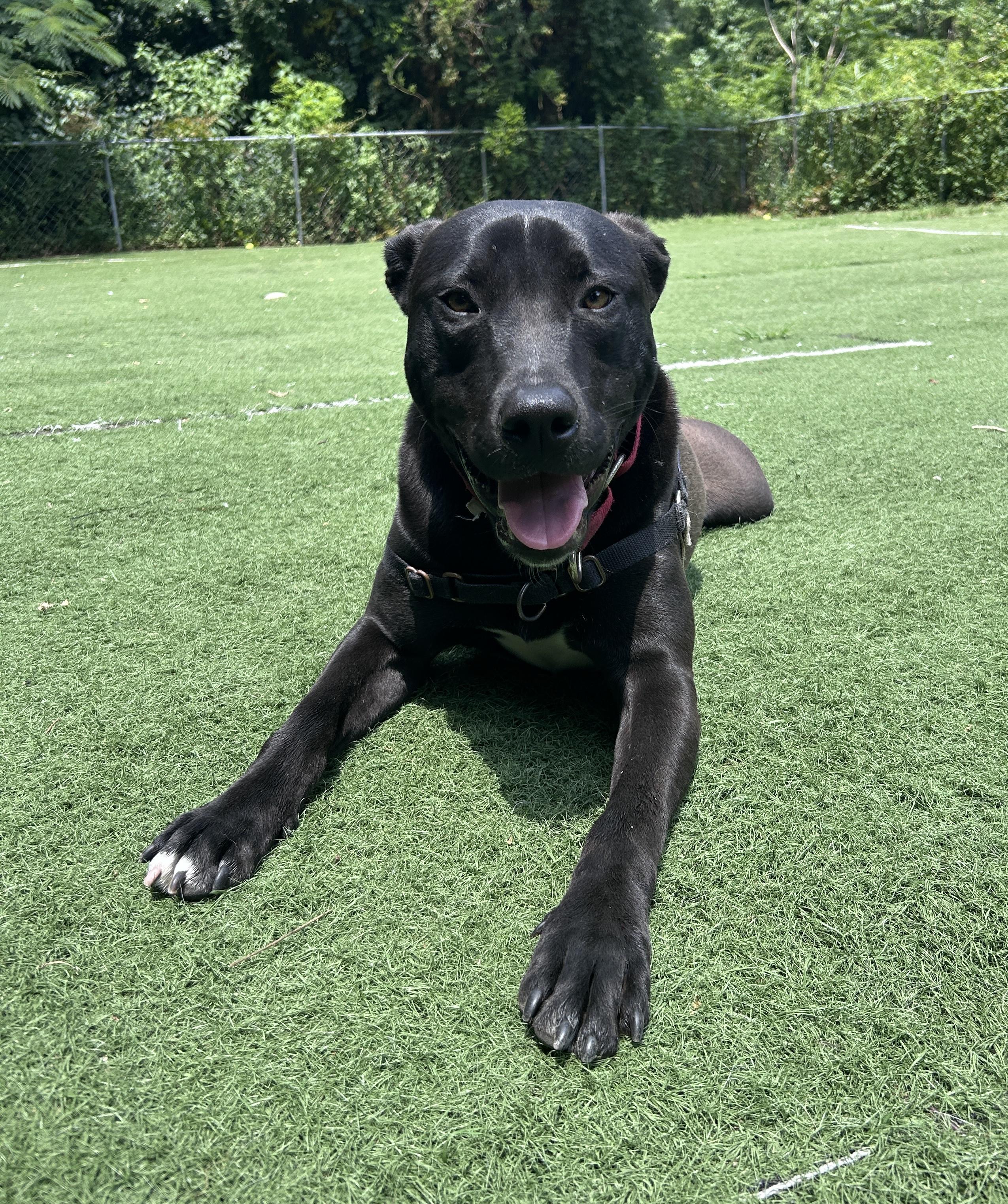 Cantaloupe, a ADOPTABLE mixed breed in Ocean View, NJ image 3/6