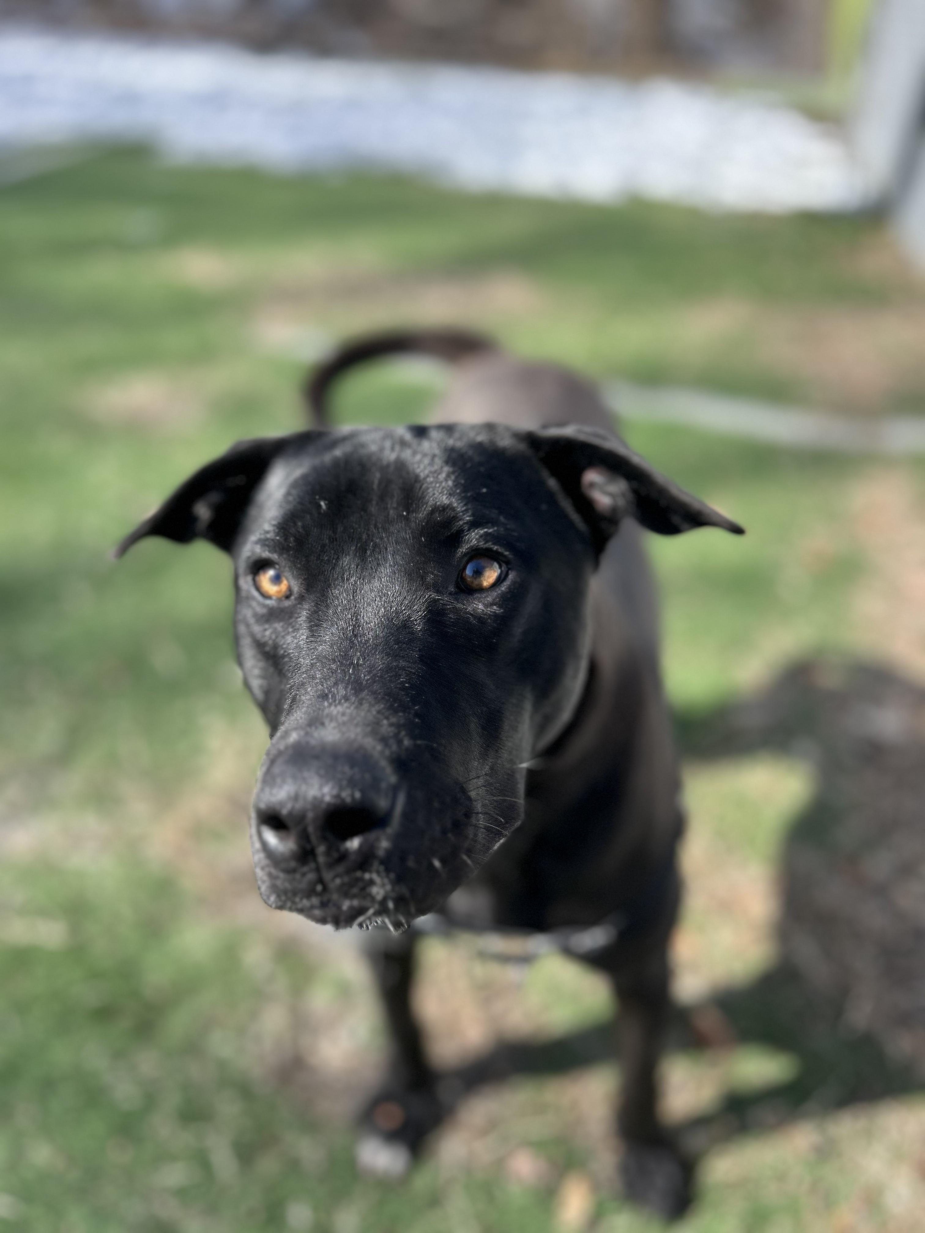 Enlarge Cantaloupe, a ADOPTABLE mixed breed in Ocean View, NJ image 6/6