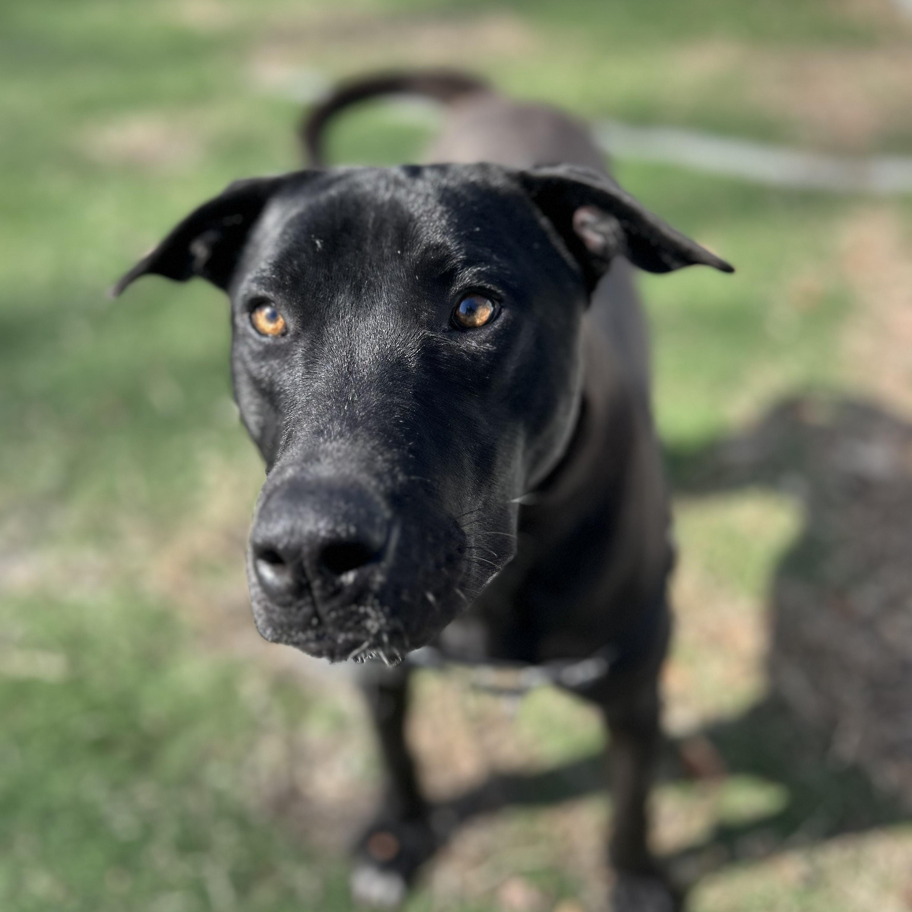 Enlarge Cantaloupe, a ADOPTABLE mixed breed in Ocean View, NJ image 6/6