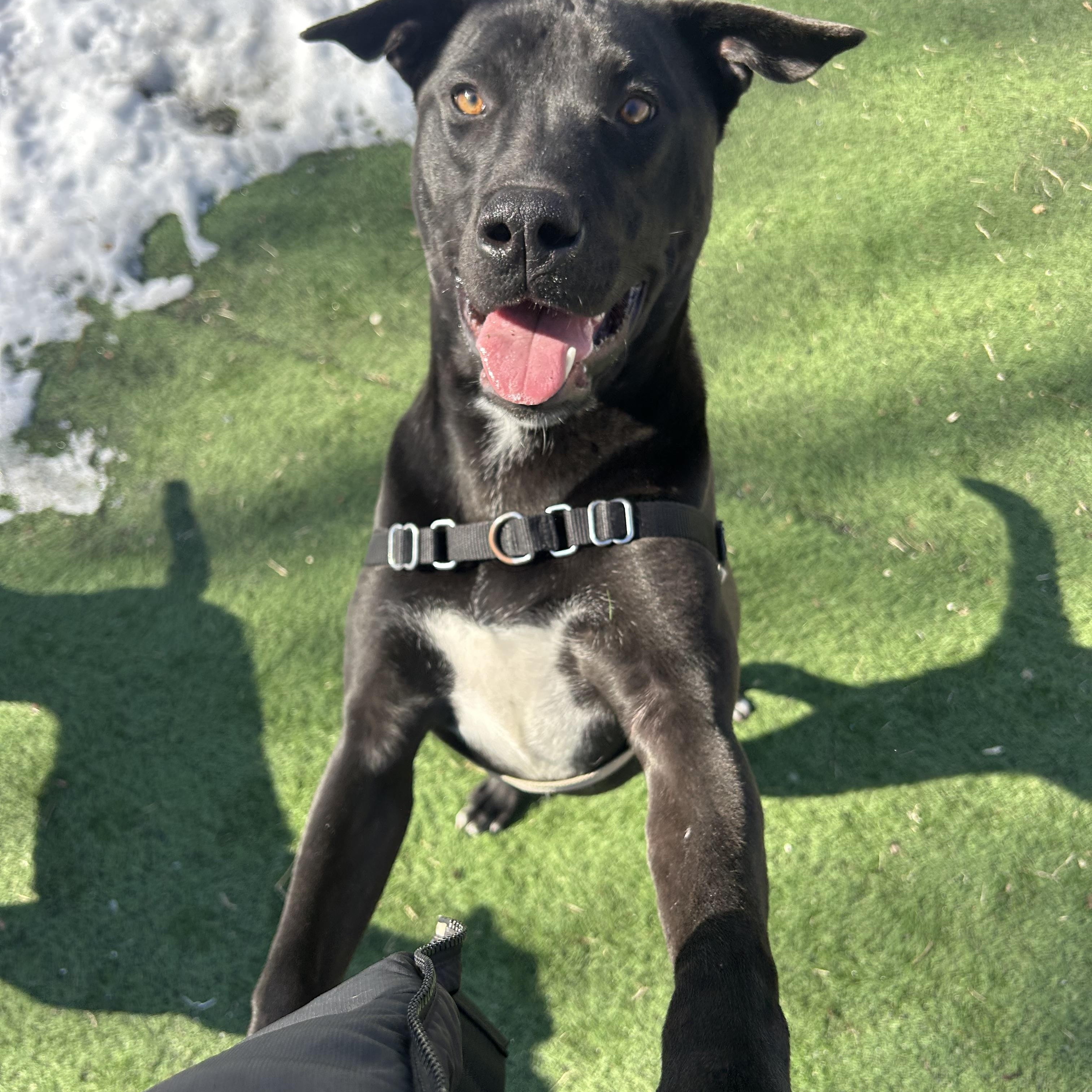 Enlarge Cantaloupe, a ADOPTABLE mixed breed in Ocean View, NJ image 3/6