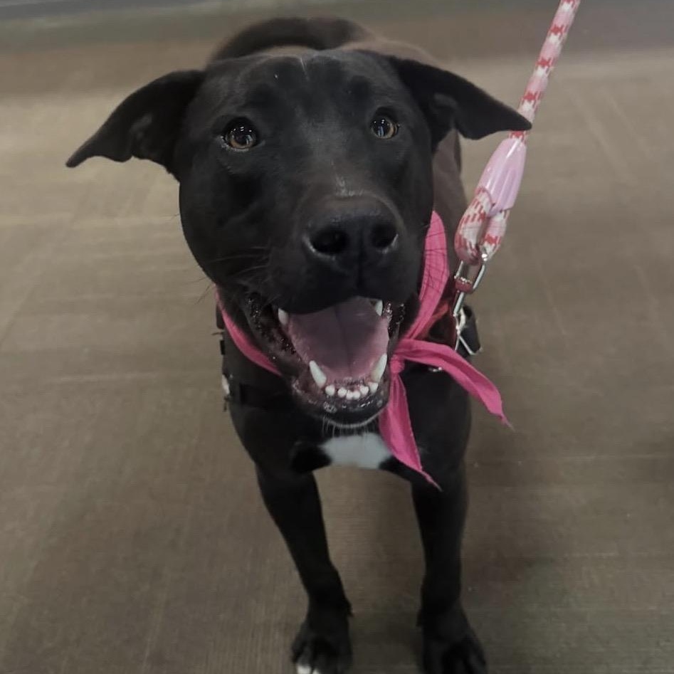 Cantalope, a ADOPTABLE mixed breed in Ocean View, NJ image 1/5