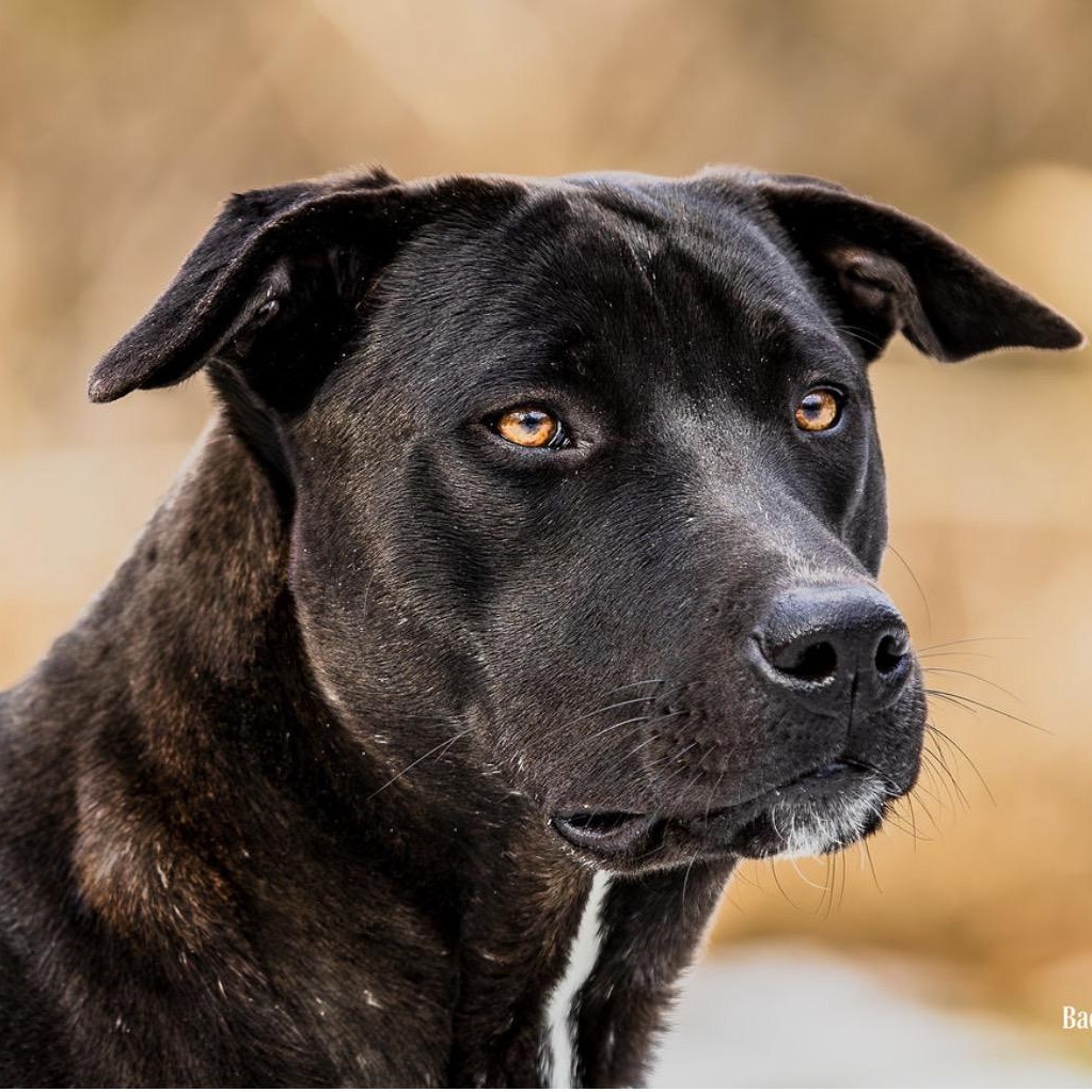 Cantalope, a ADOPTABLE mixed breed in Ocean View, NJ image 3/5