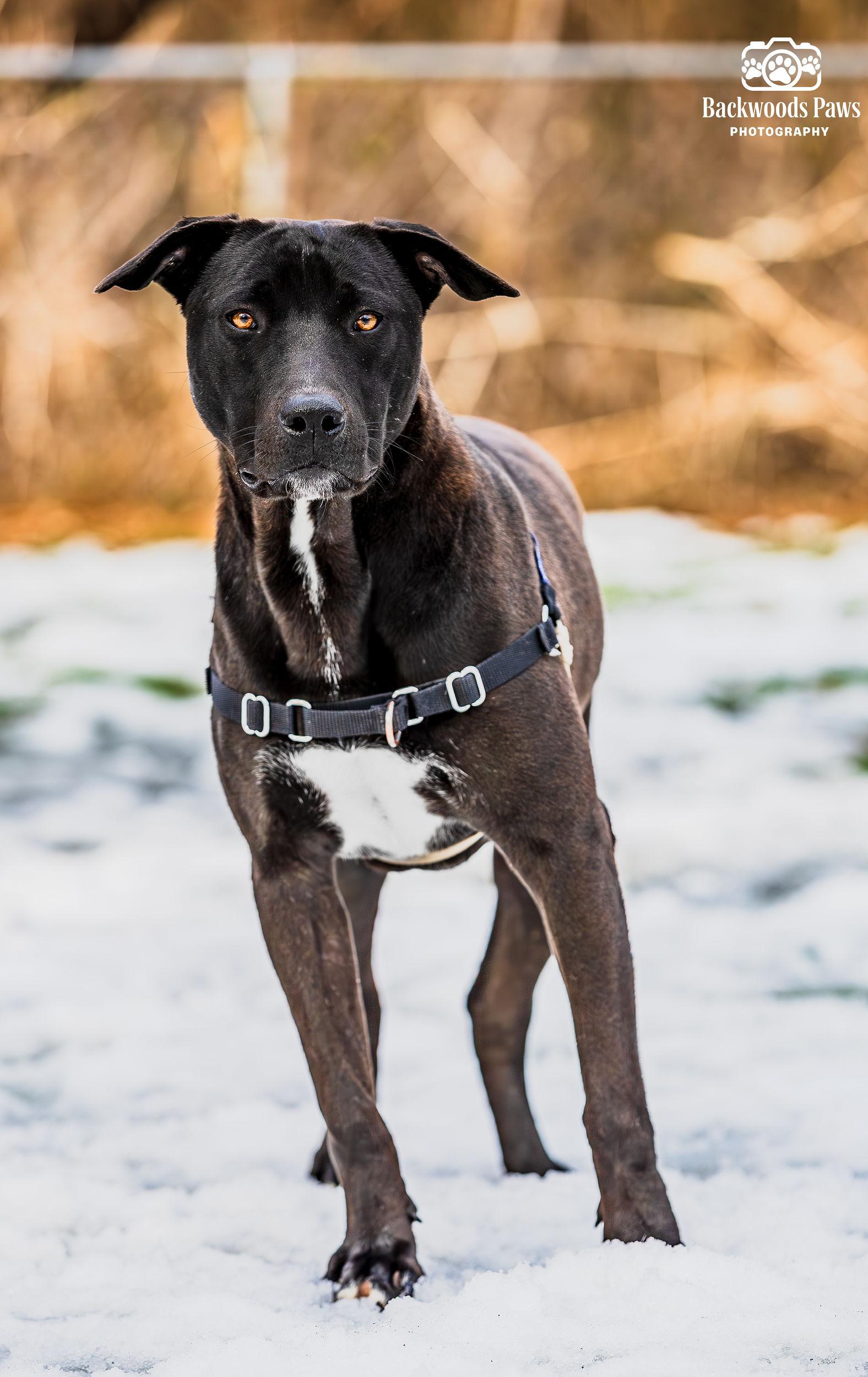 Enlarge Cantaloupe, a ADOPTABLE mixed breed in Ocean View, NJ image 6/6