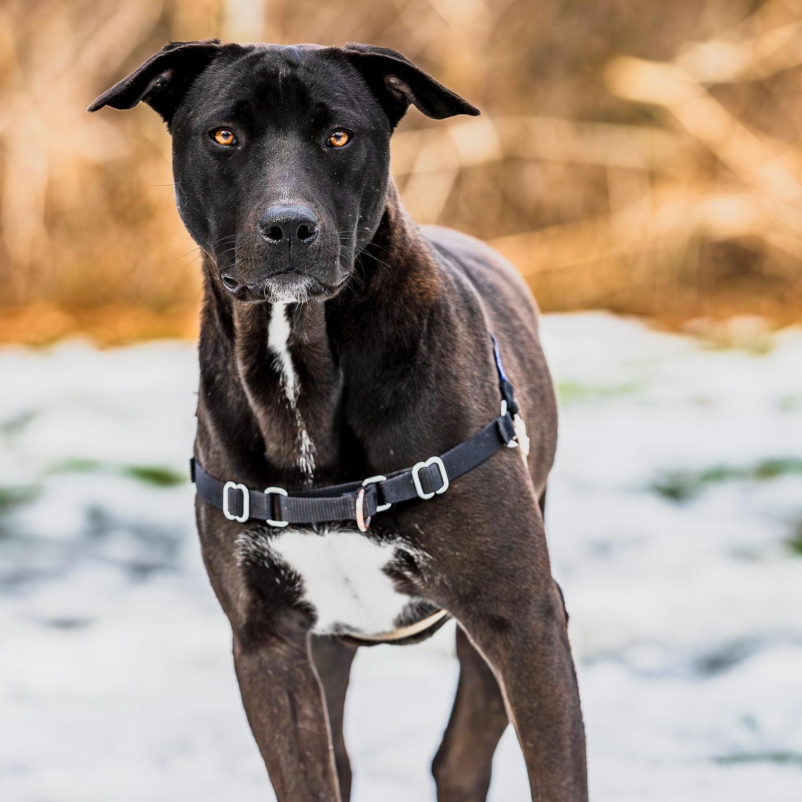 Enlarge Cantaloupe, a ADOPTABLE mixed breed in Ocean View, NJ image 2/6