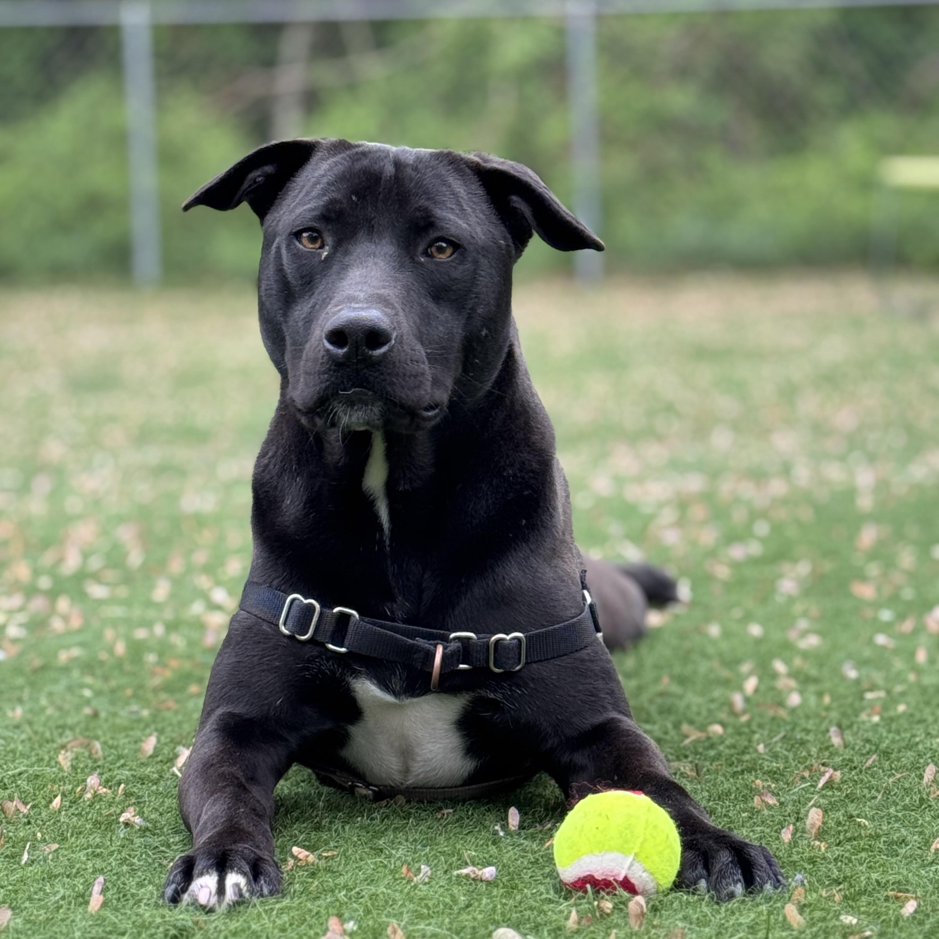 Enlarge Cantaloupe, a ADOPTABLE mixed breed in Ocean View, NJ image 1/6
