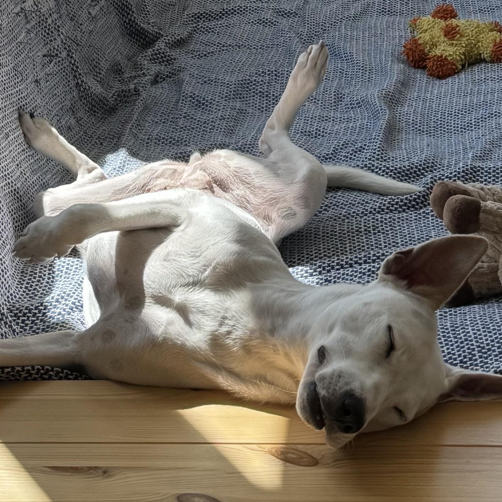 Enlarge Brie, a Adoptable mixed breed in Brooklyn, NY image 5/6