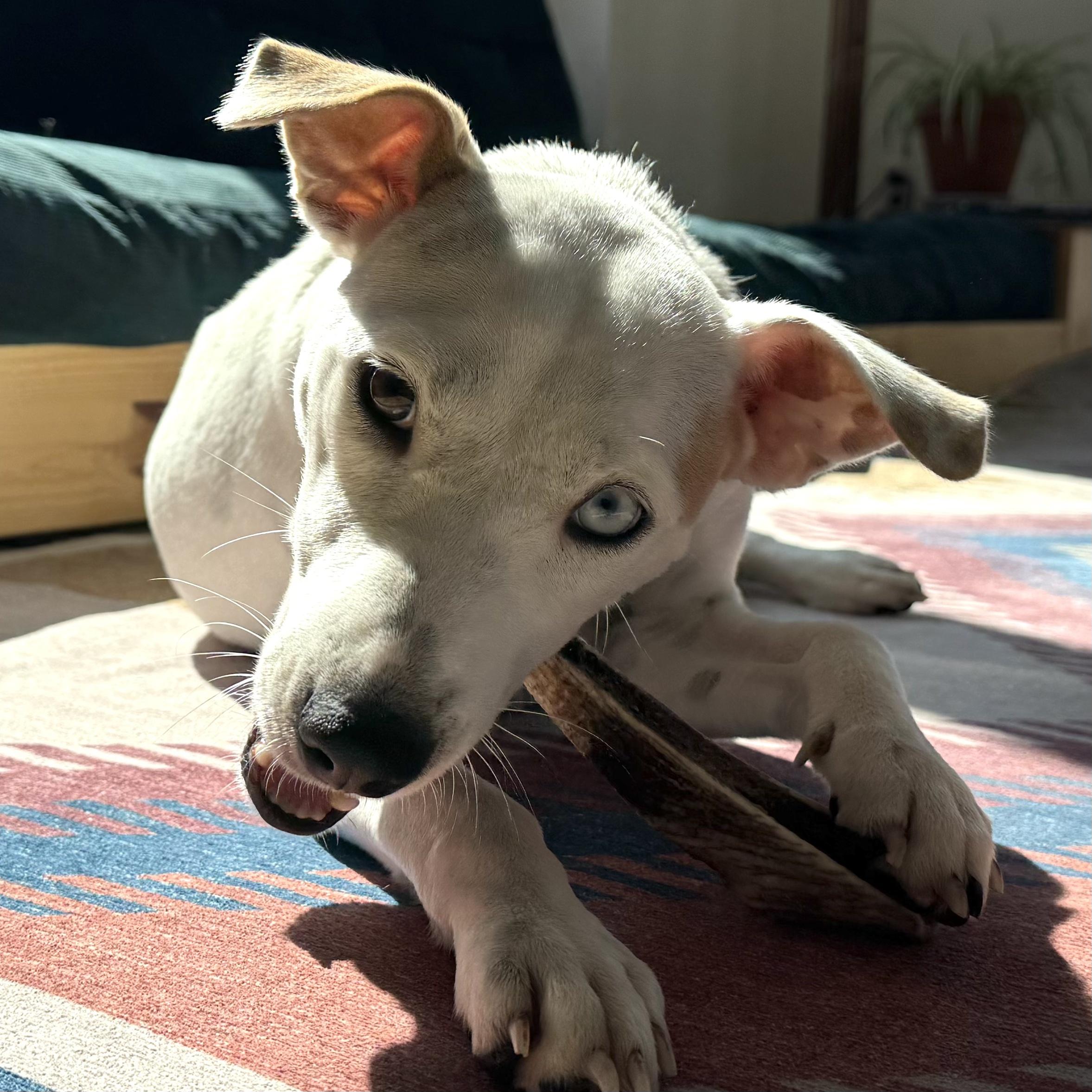 Enlarge Brie, a Adoptable mixed breed in Brooklyn, NY image 4/6