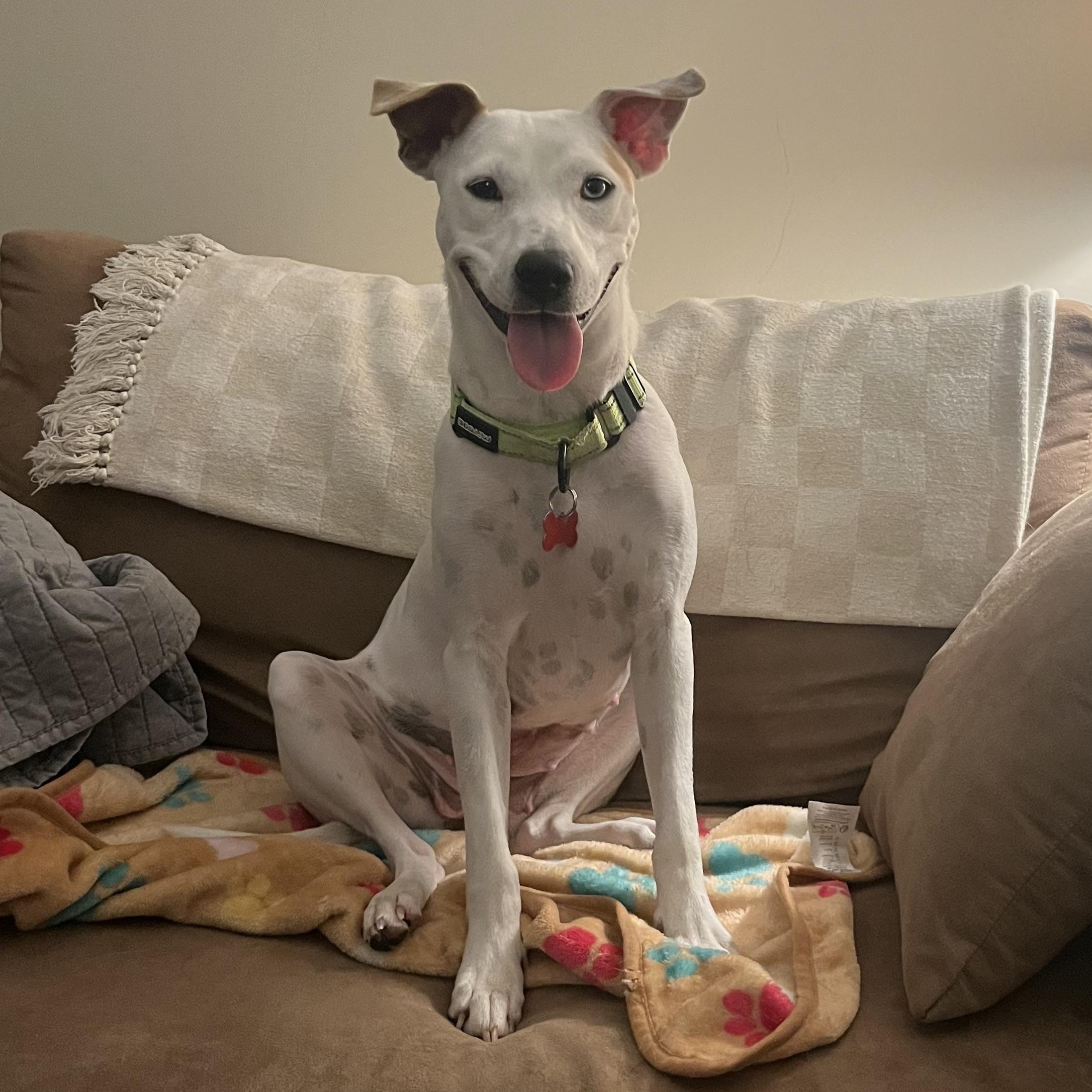 Enlarge Brie, a Adoptable mixed breed in Brooklyn, NY image 6/6