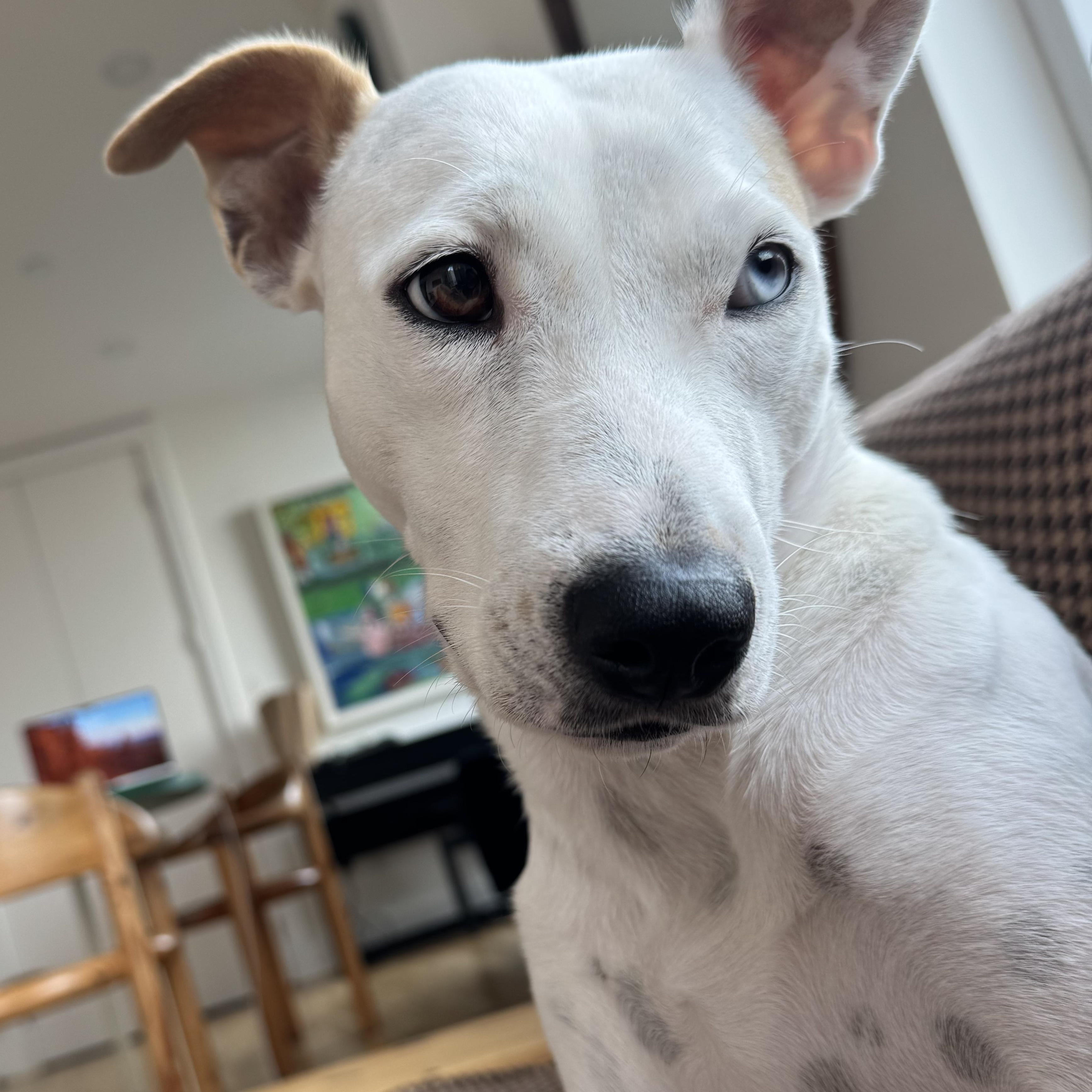 Enlarge Brie, a Adoptable mixed breed in Brooklyn, NY image 3/6
