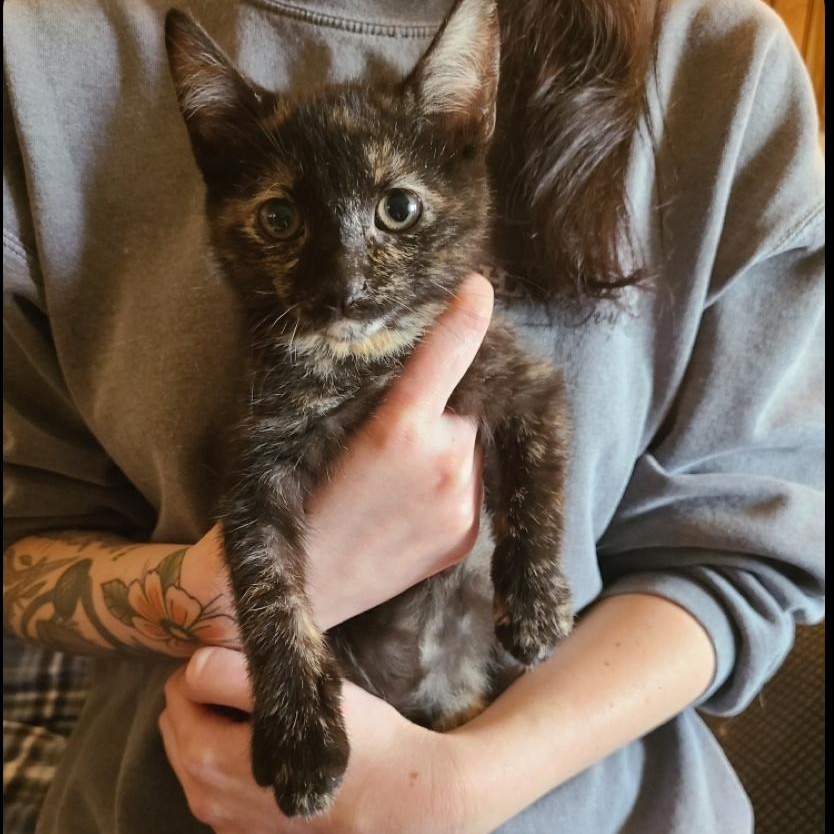 Enlarge Flora, an adopted Domestic Short Hair in Oceanside, CA image 1/1