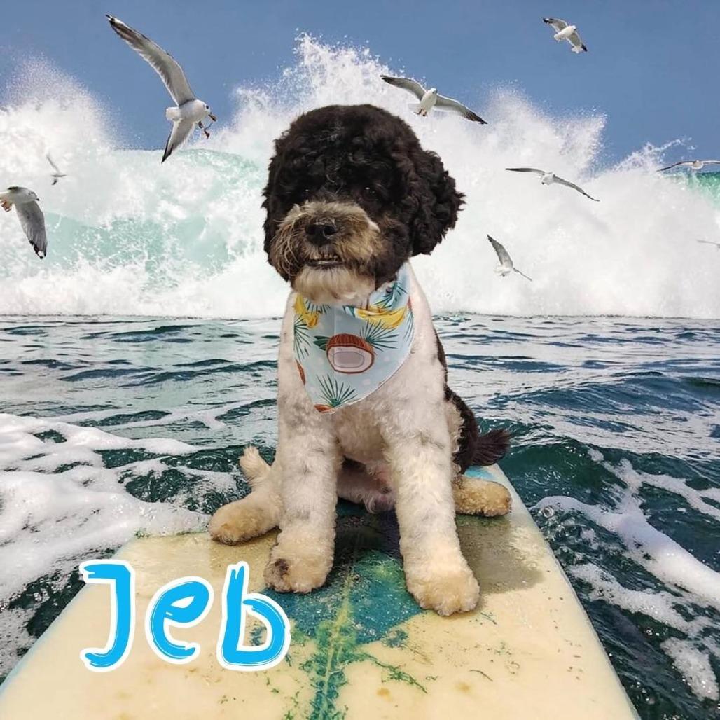 Jeb, a Adoptable mixed breed in Sinking Spring, PA image 2/5
