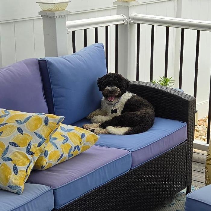 Jeb, a Adoptable mixed breed in Sinking Spring, PA image 4/5