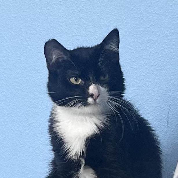 Dash, Adoptable, Kitten Female Domestic Long Hair.